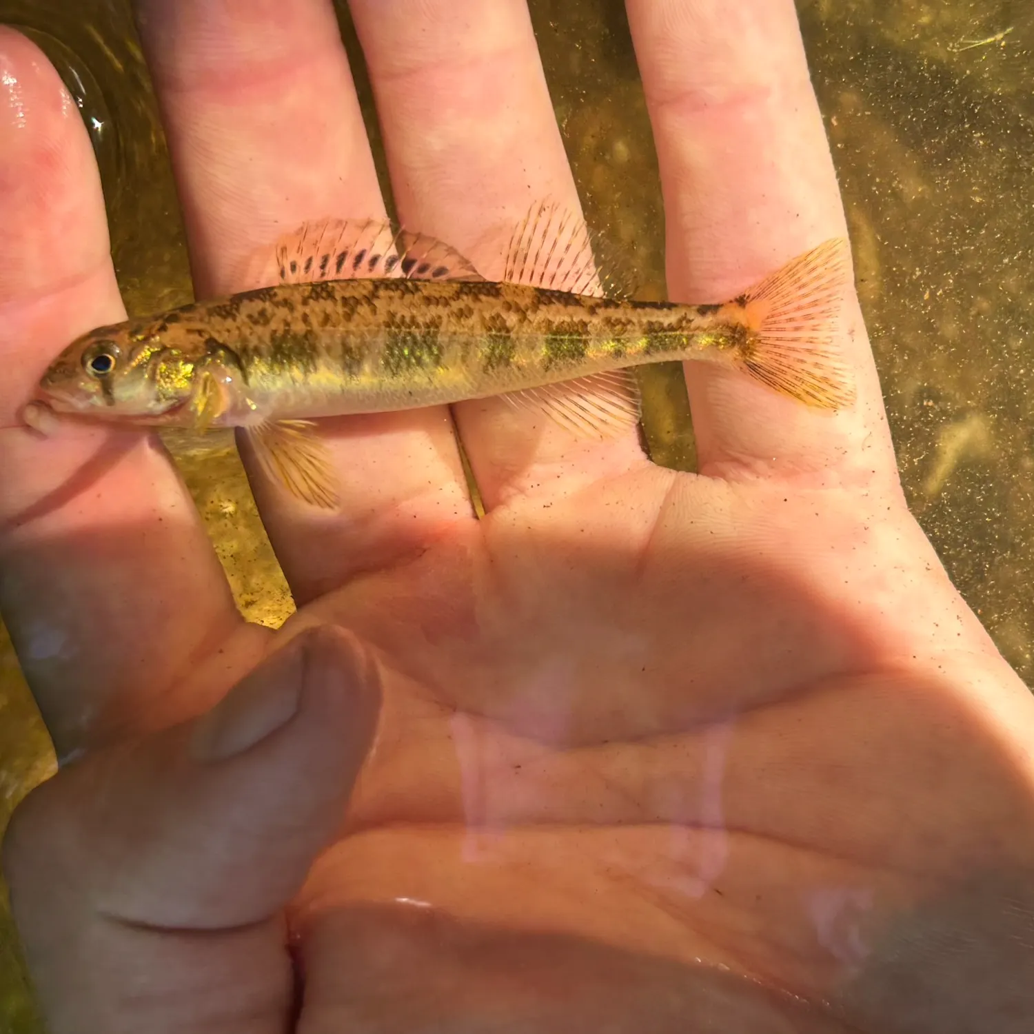 The most recent Shield darter catches on Fishbrain