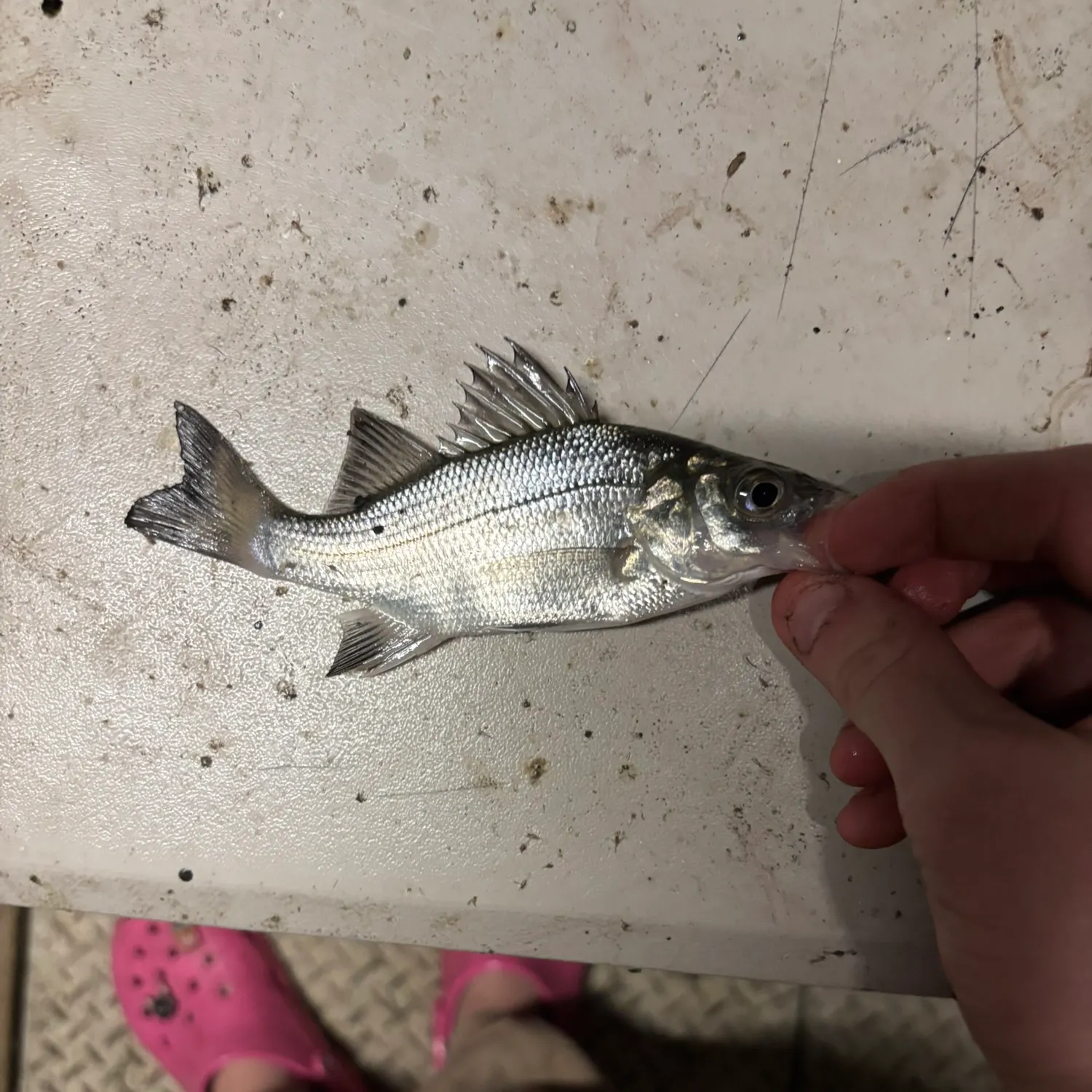 White bass caught on Fishbrain