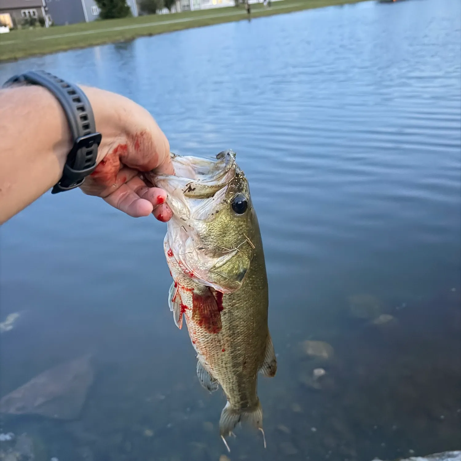 catch