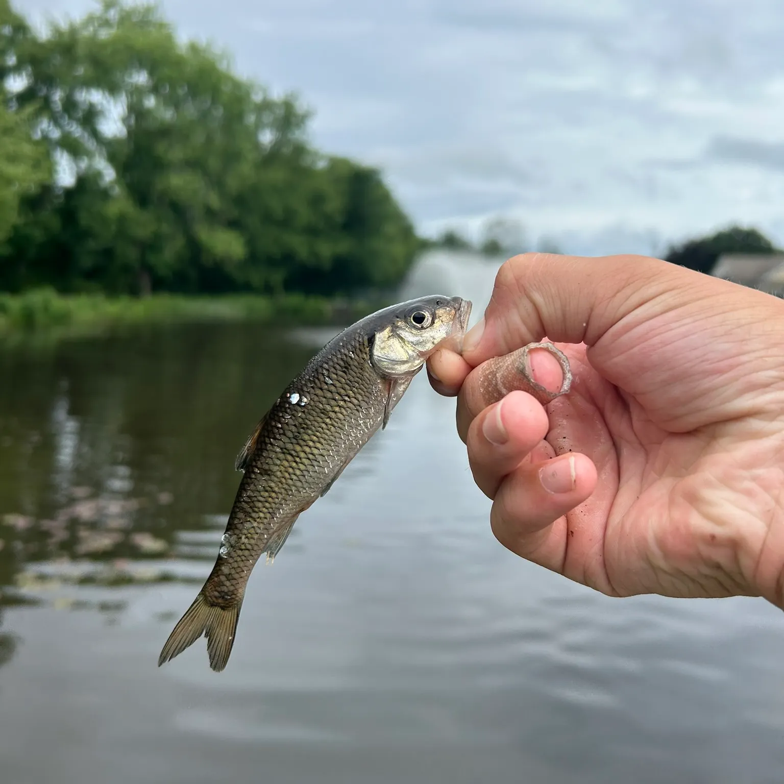 The most recent Fallfish catches on Fishbrain