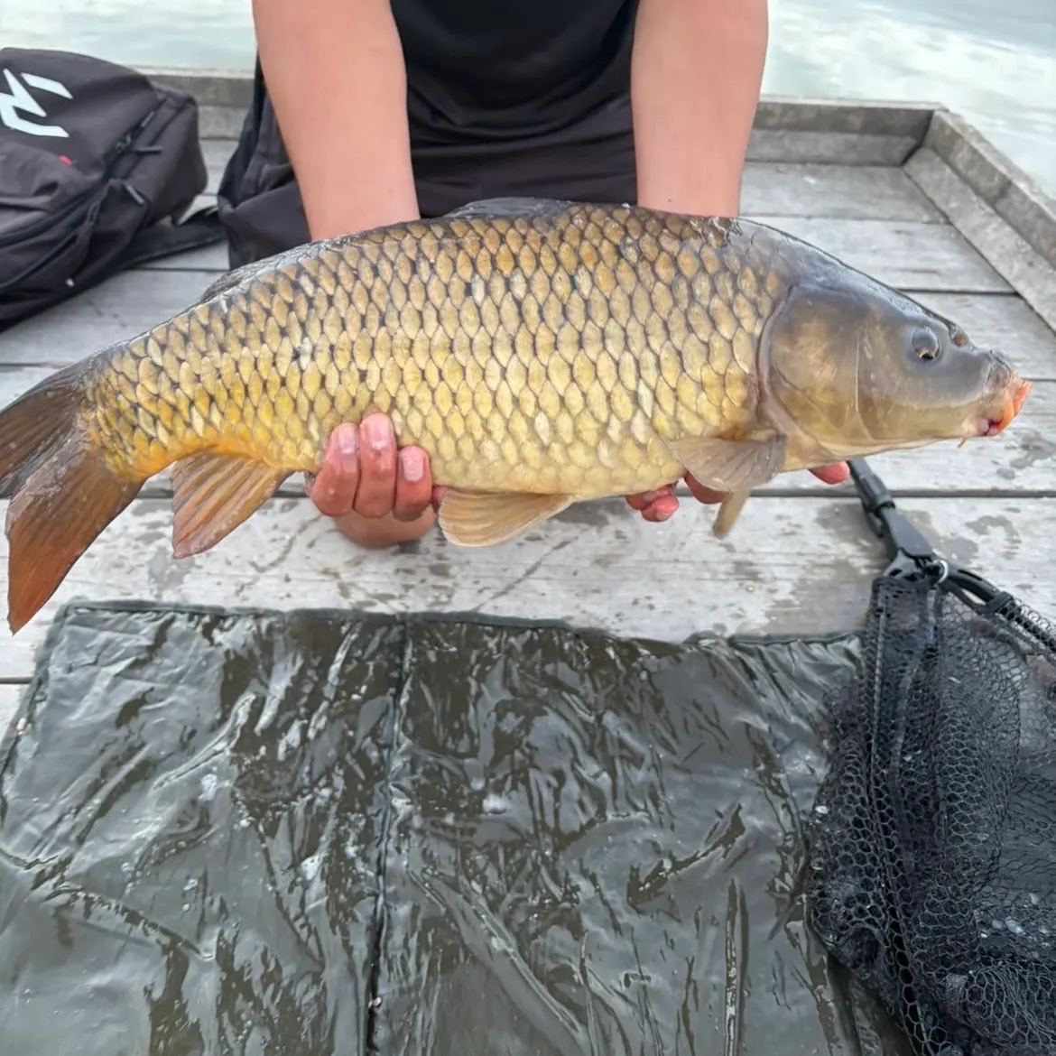 Common carp caught on Fishbrain