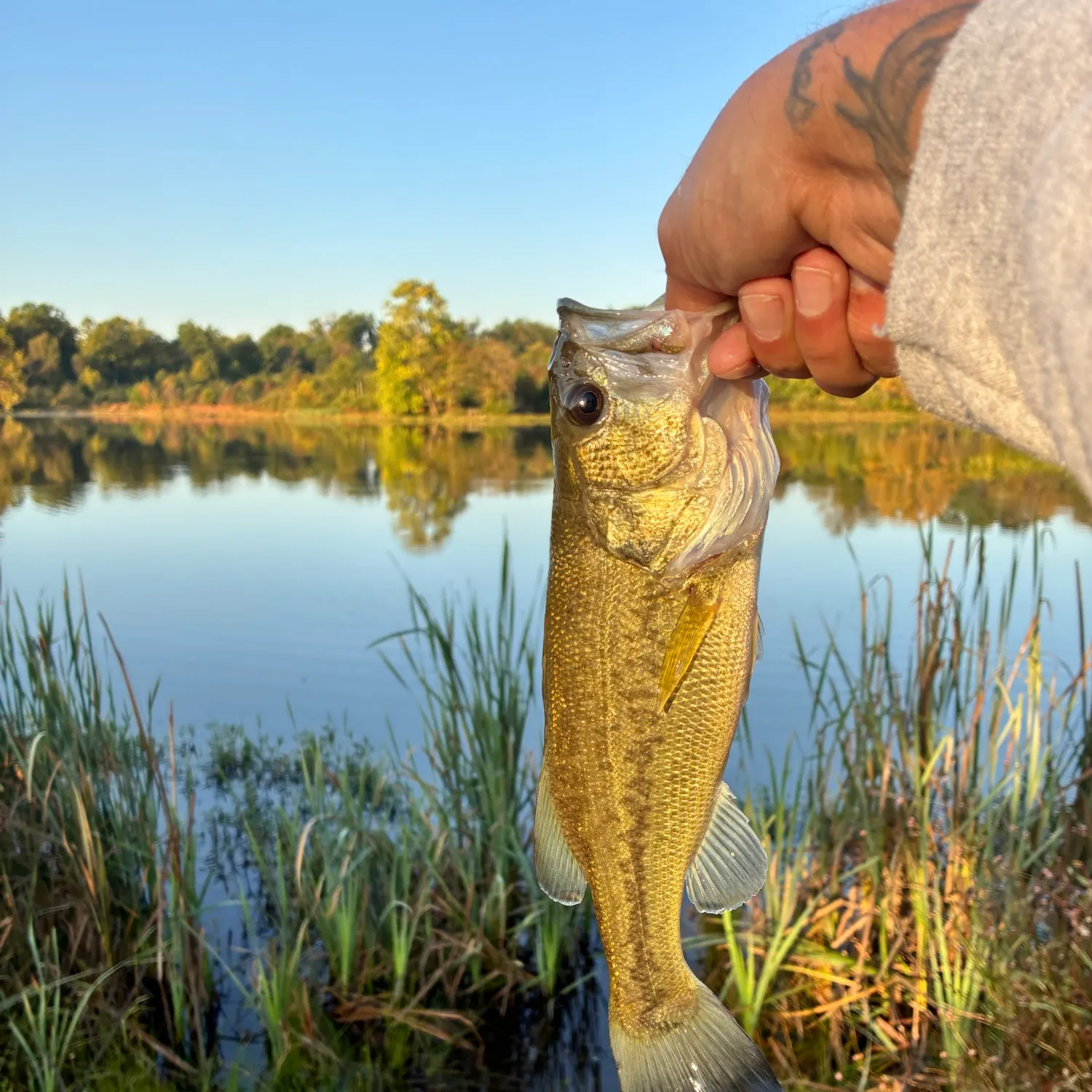 Largemouth bass caught on Fishbrain