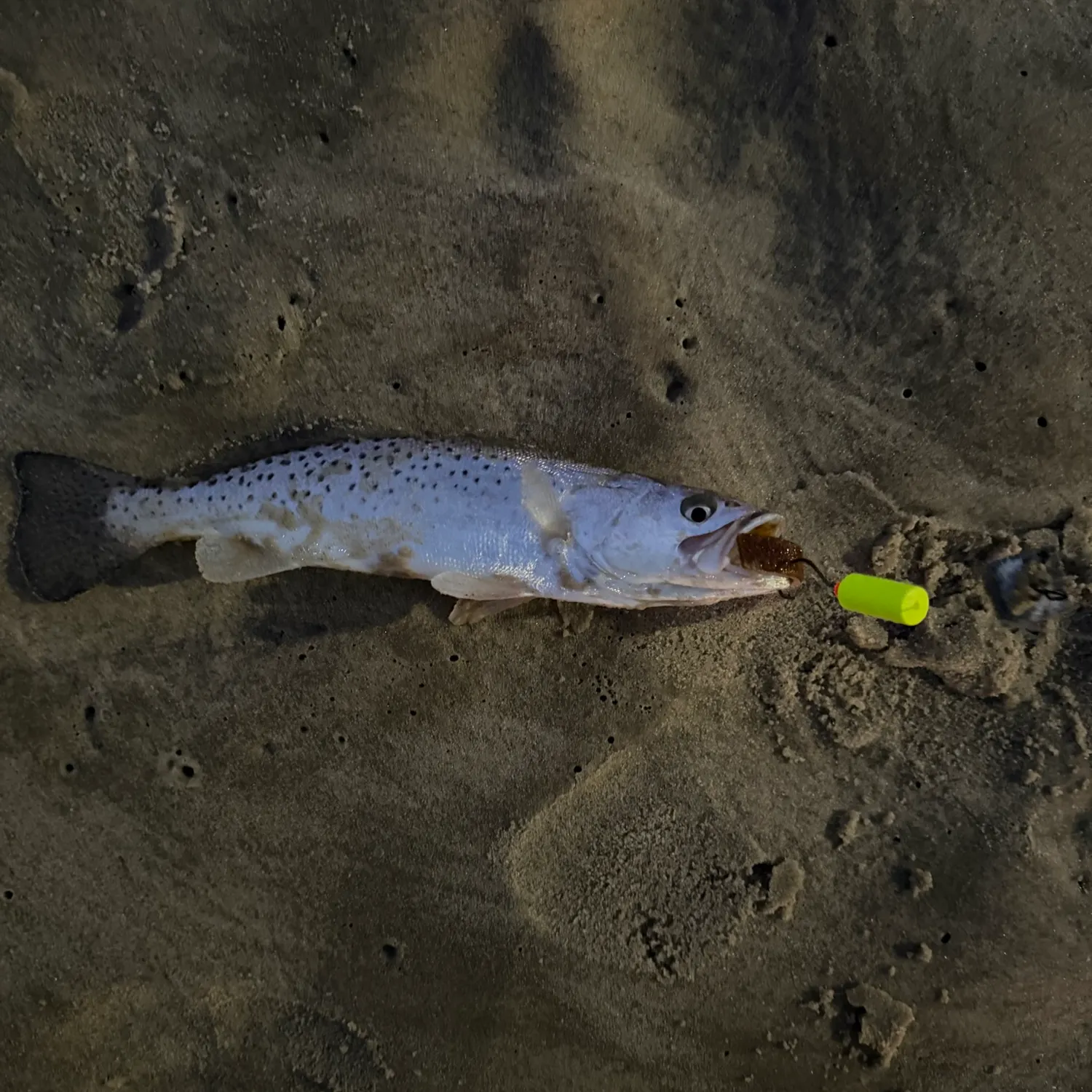 Spotted seatrout caught on Fishbrain