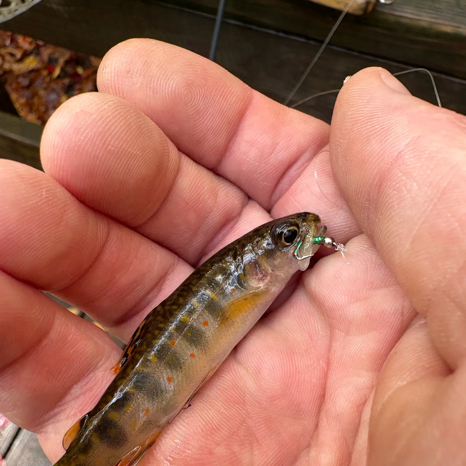 Brook trout caught on Fishbrain