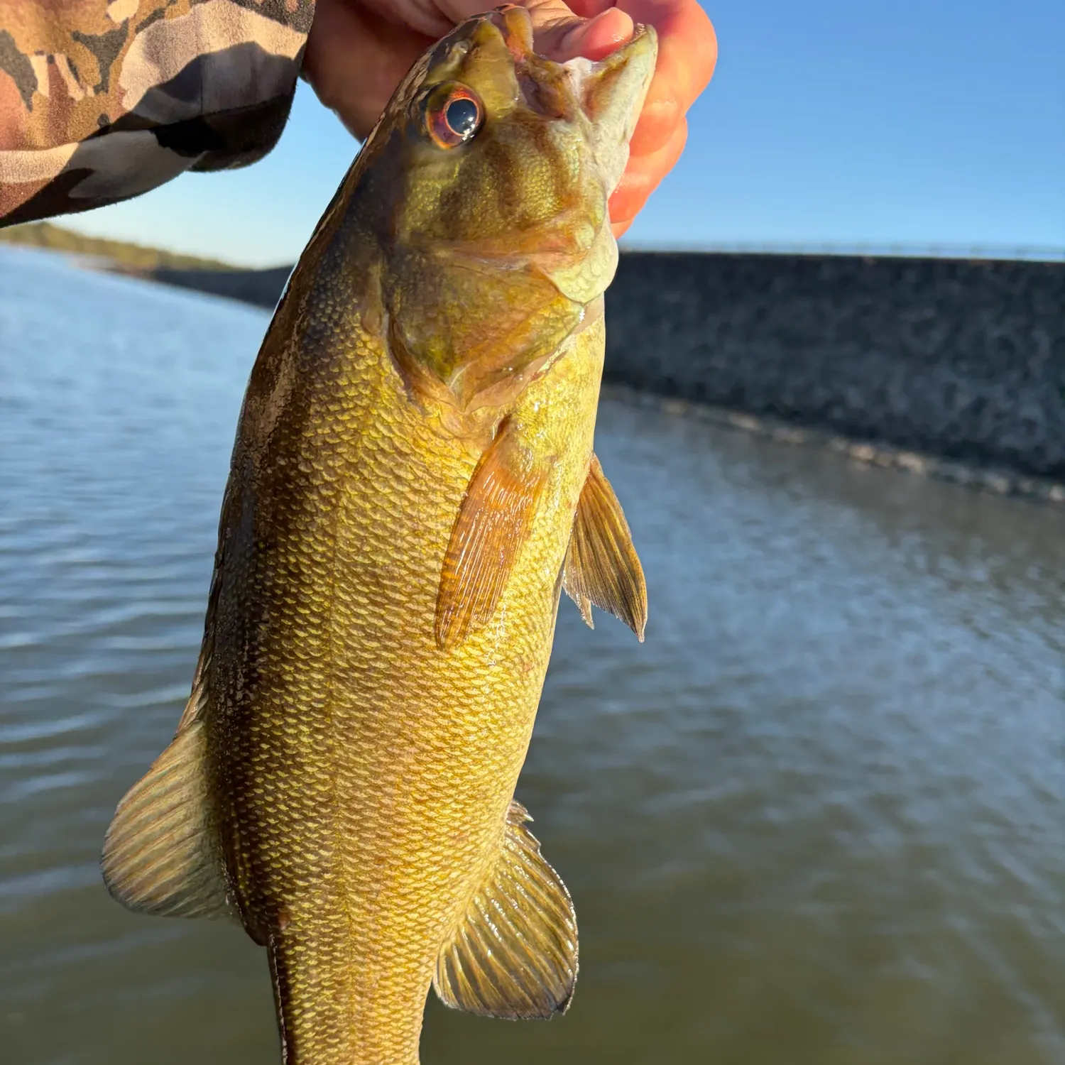 Smallmouth bass caught on Fishbrain