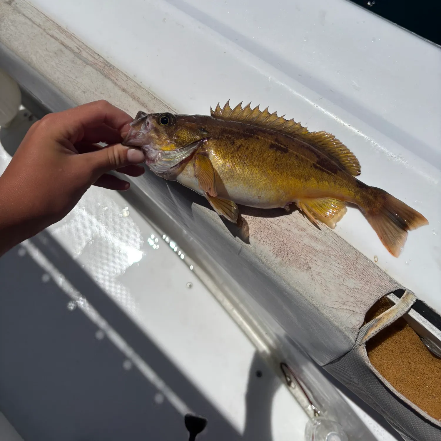 The most recent Squarespot rockfish catches on Fishbrain