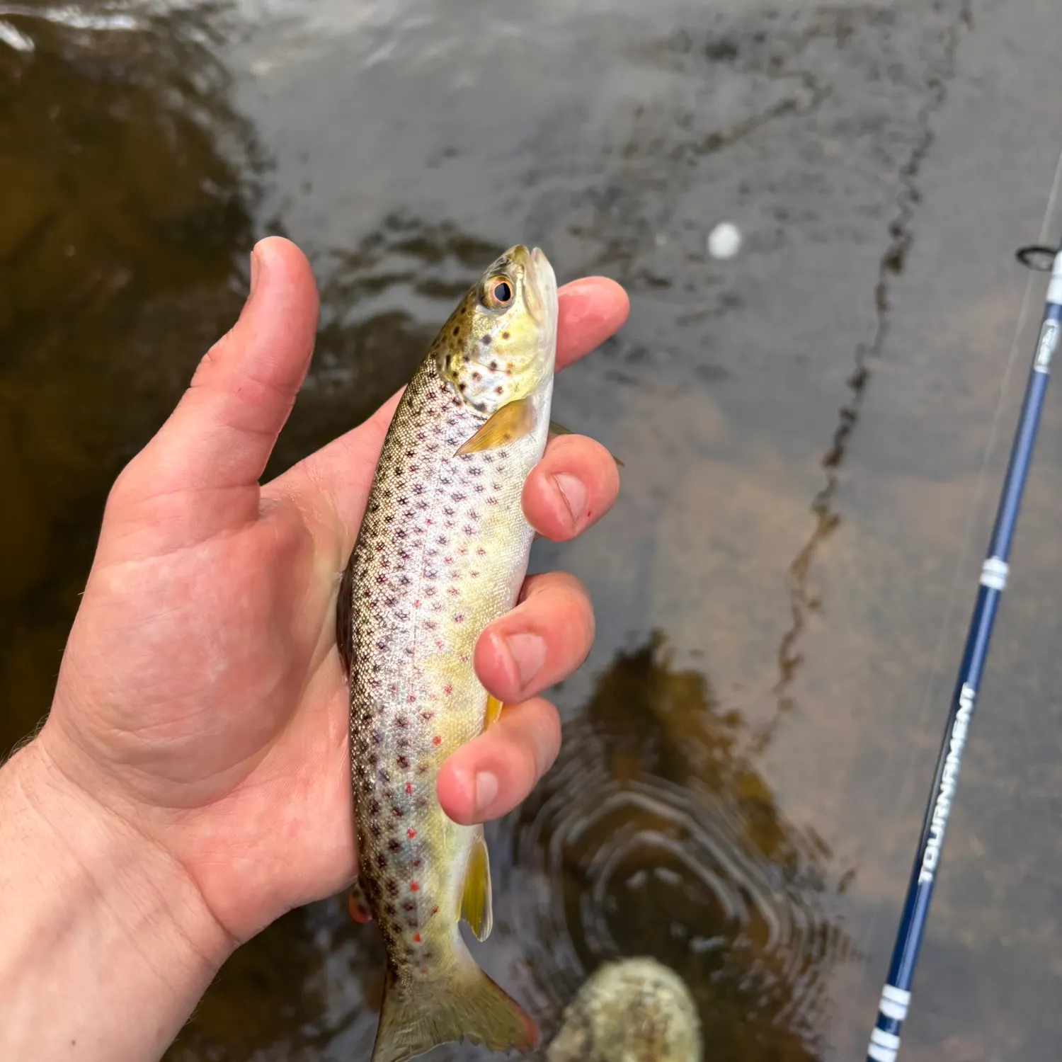 Brown trout caught on Fishbrain