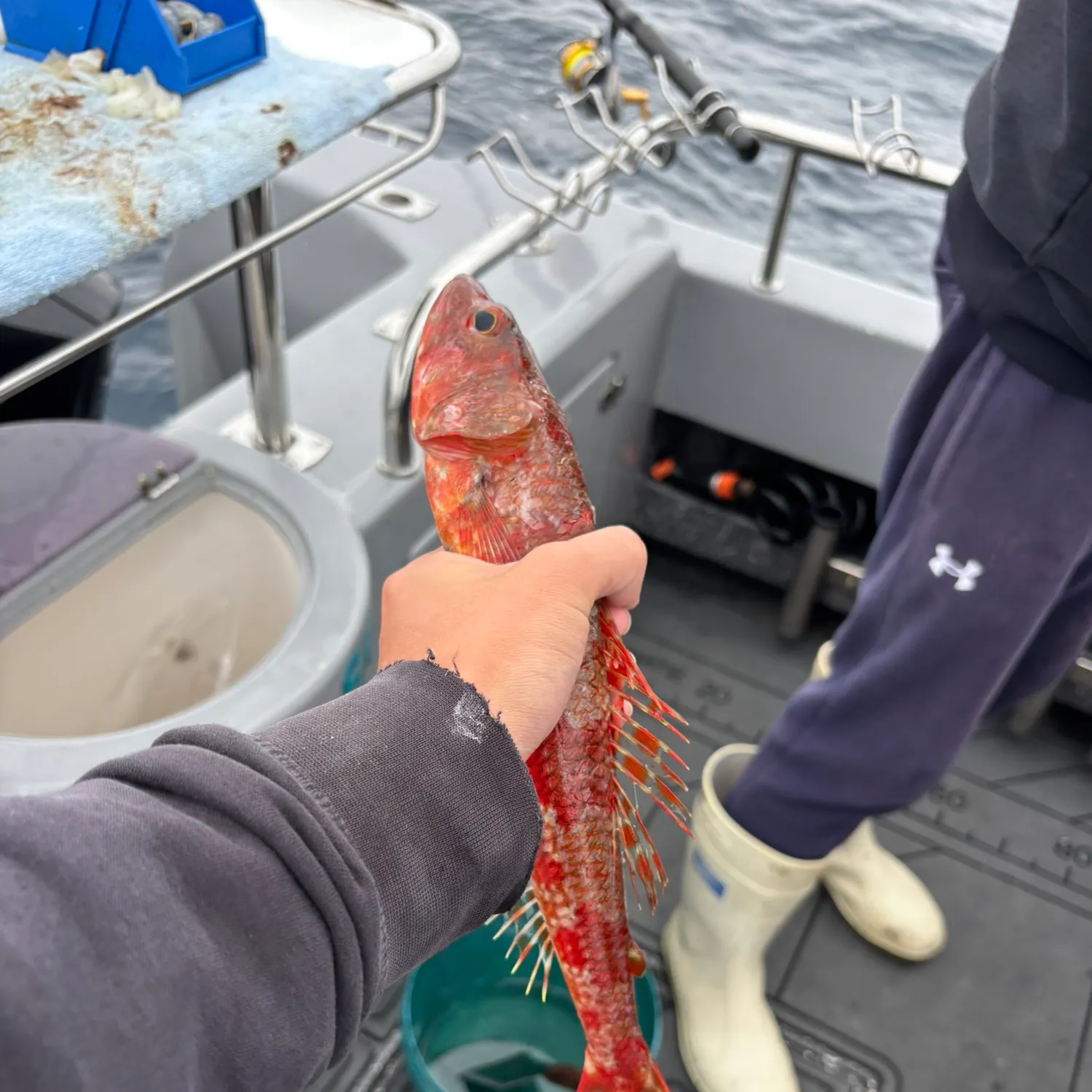 The most recent Sergeant Baker catches on Fishbrain