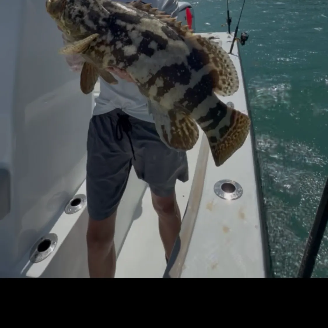 The most recent Atlantic goliath grouper catches on Fishbrain