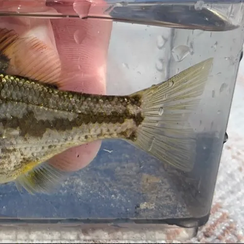 The most recent Dwarf seaperch catches on Fishbrain