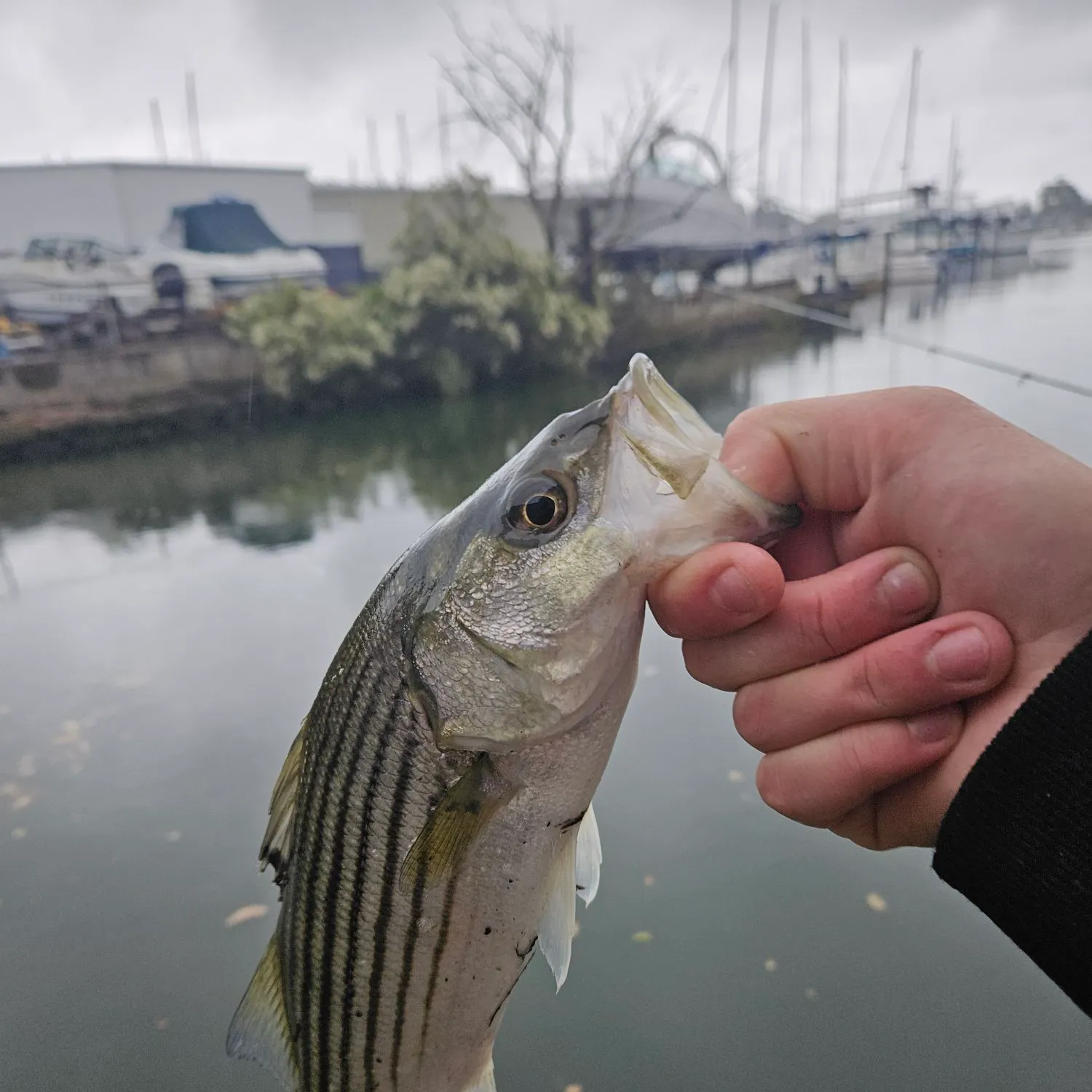 catch