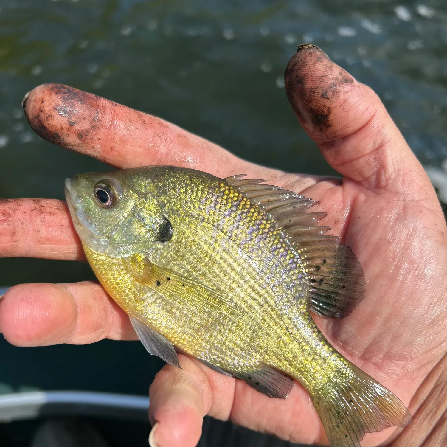 Bluegill caught on Fishbrain