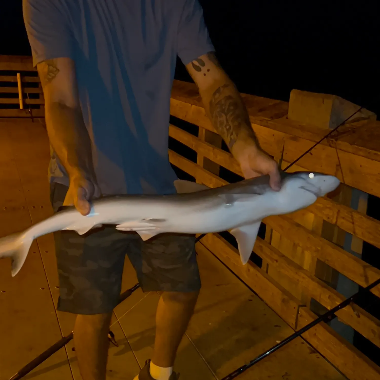 Blacktip shark caught on Fishbrain