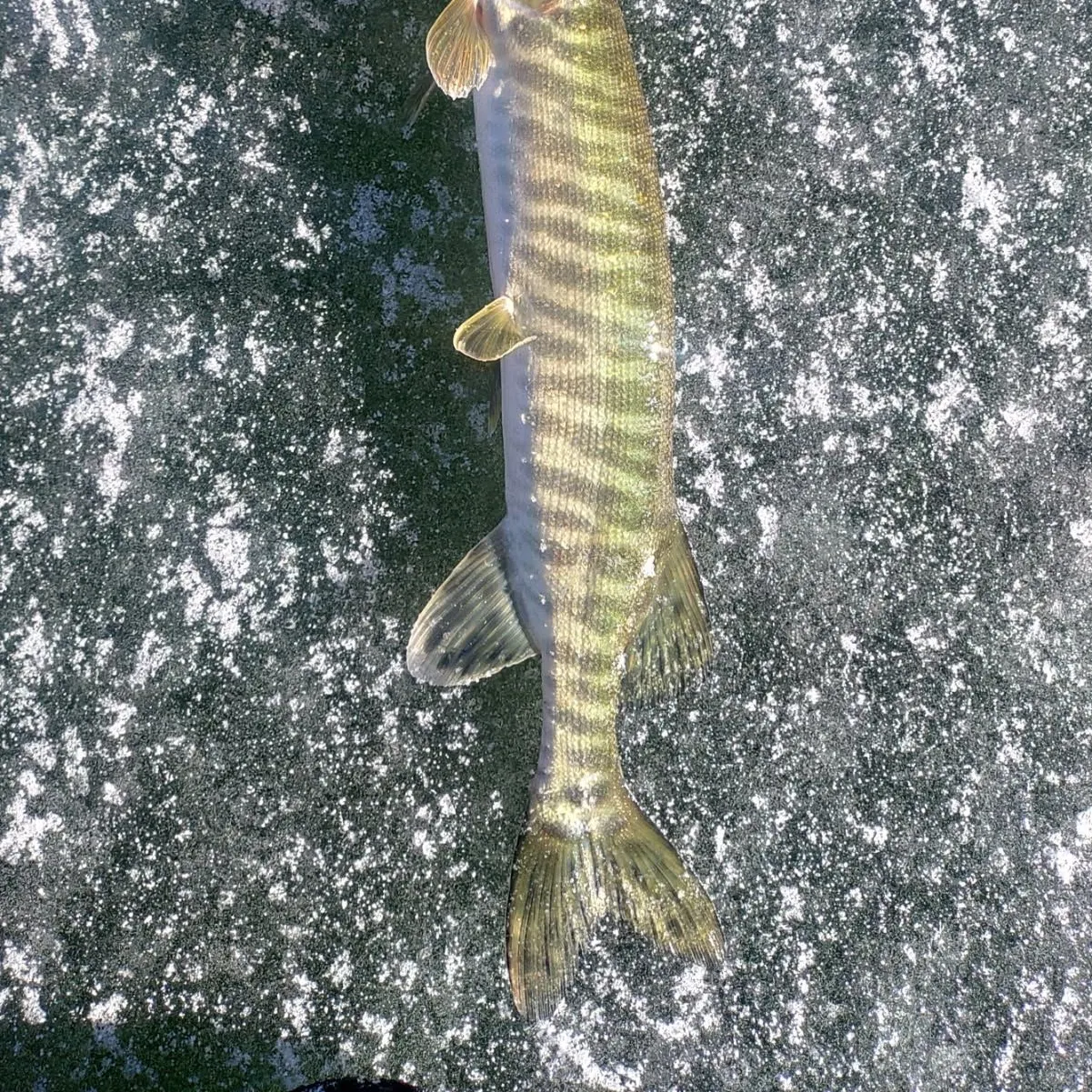 The most recent Tiger muskellunge catches on Fishbrain