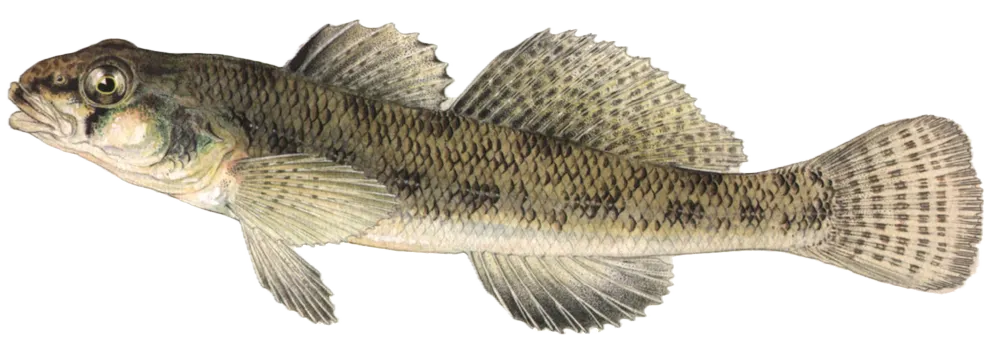 Northern tessellated darter