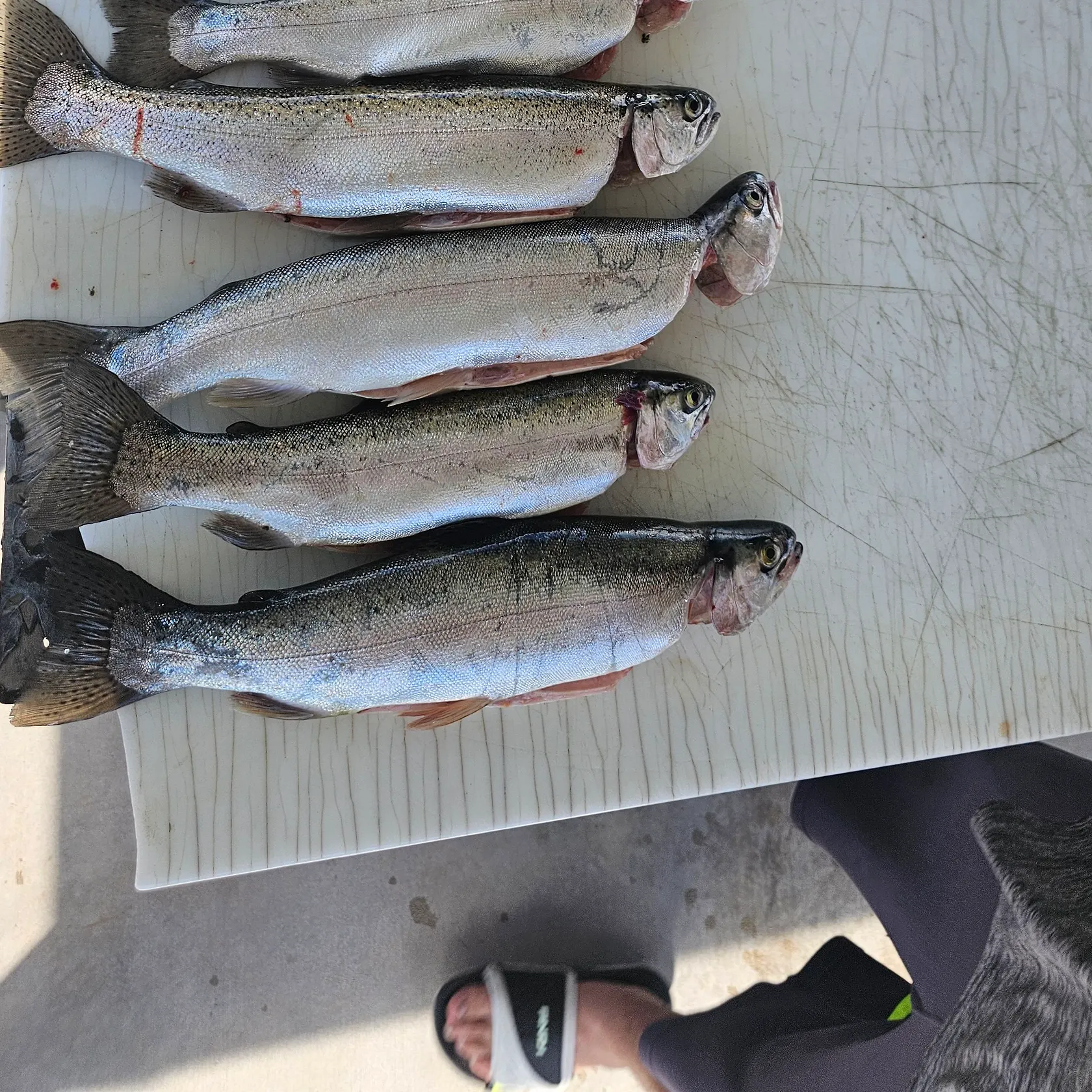 Smallmouth bass caught on Fishbrain