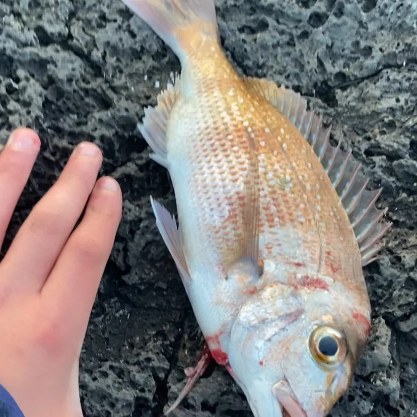 Australasian snapper caught on Fishbrain