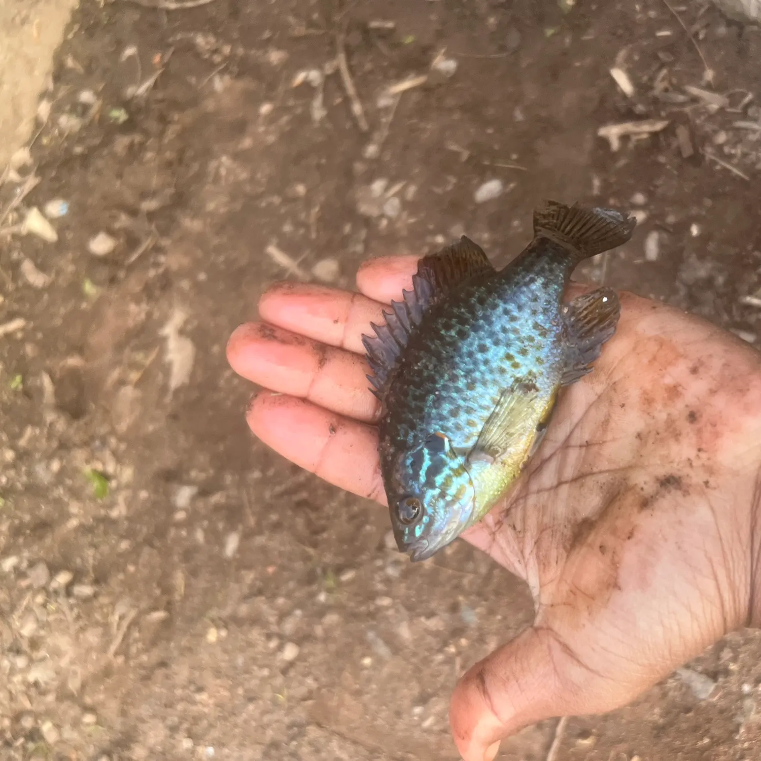 The most recent Pumpkinseed catches on Fishbrain