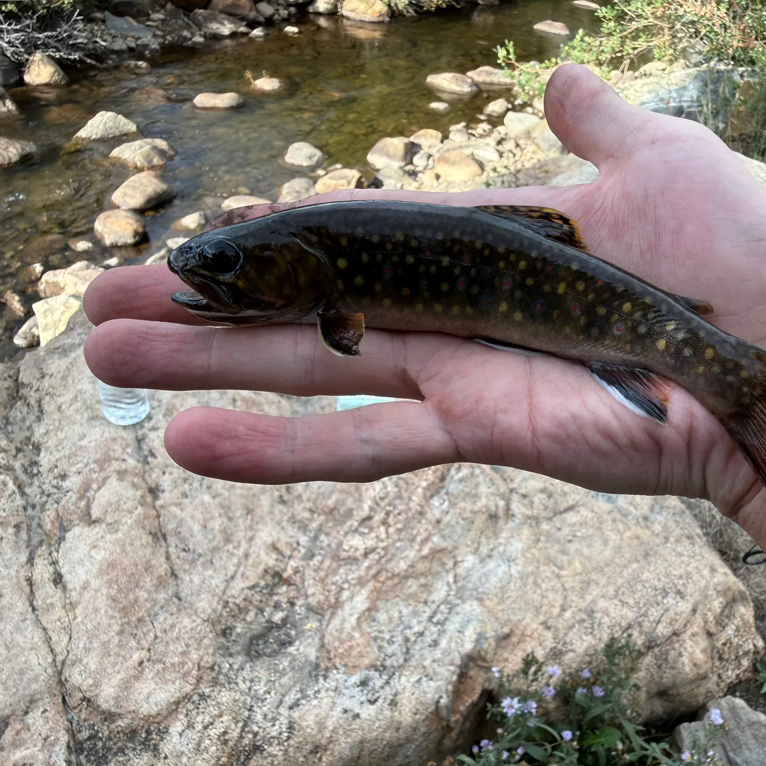 Brook trout caught on Fishbrain