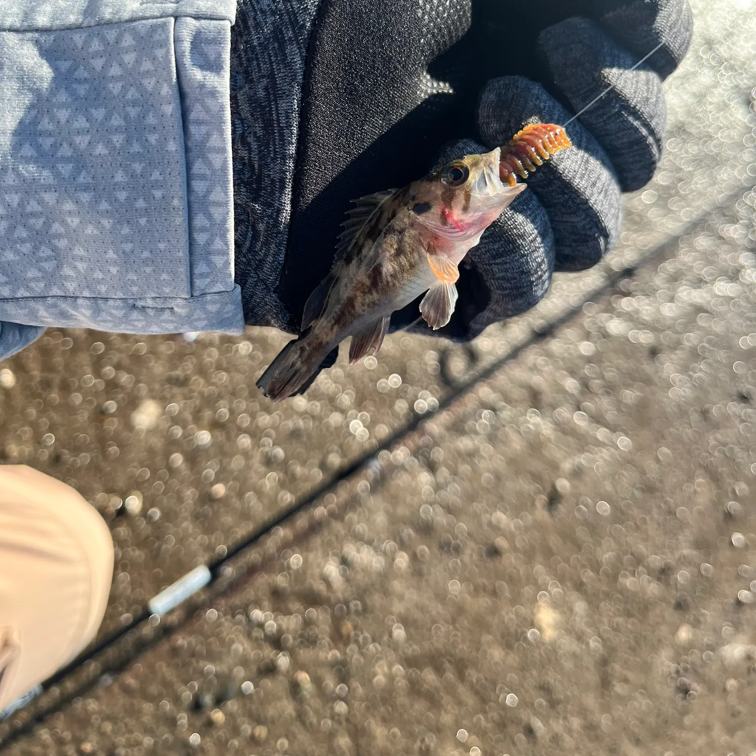 Brown rockfish caught on Fishbrain