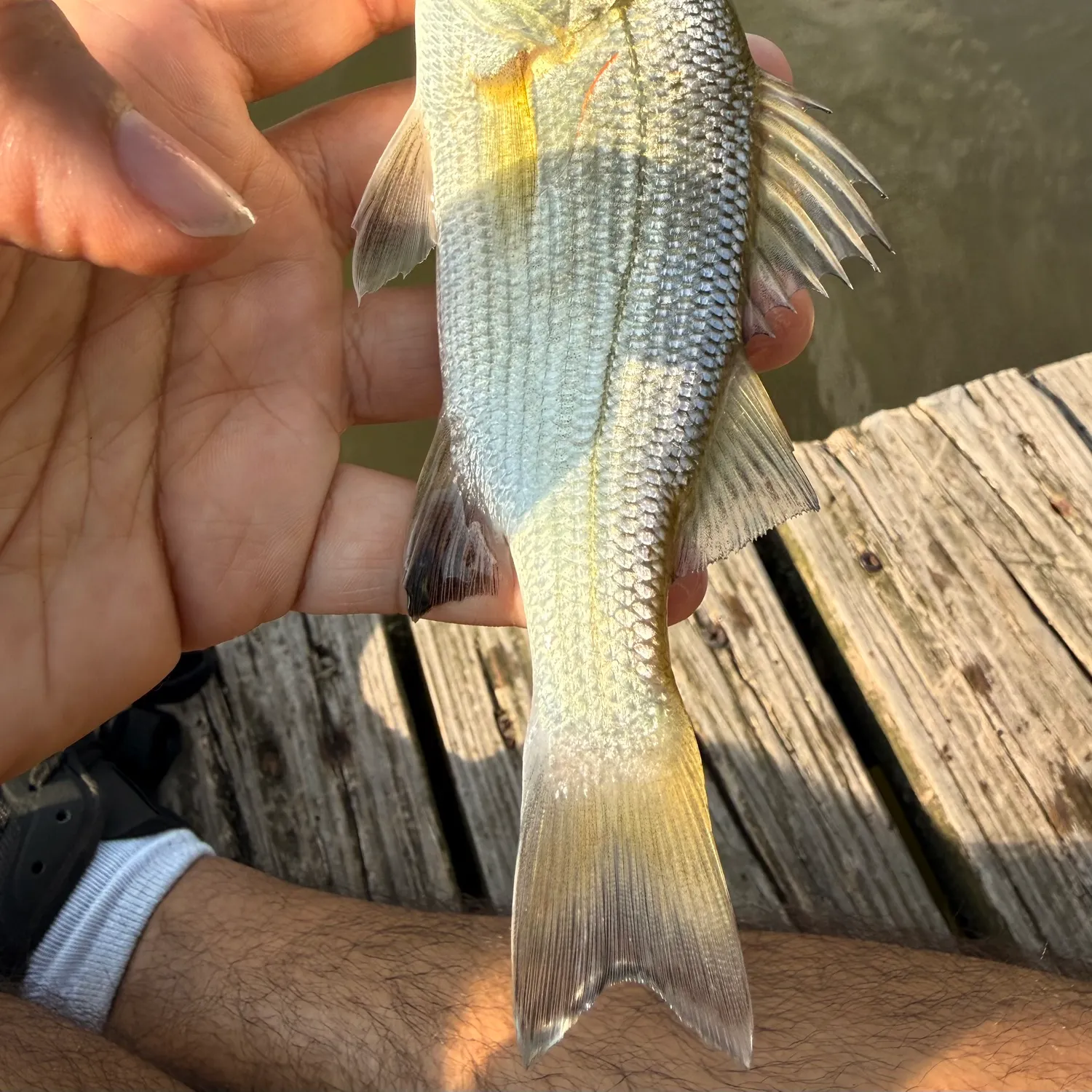 The most recent White perch catches on Fishbrain