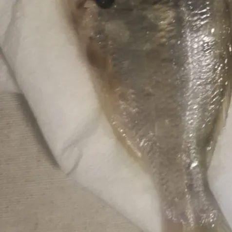 West coast seabream caught on Fishbrain