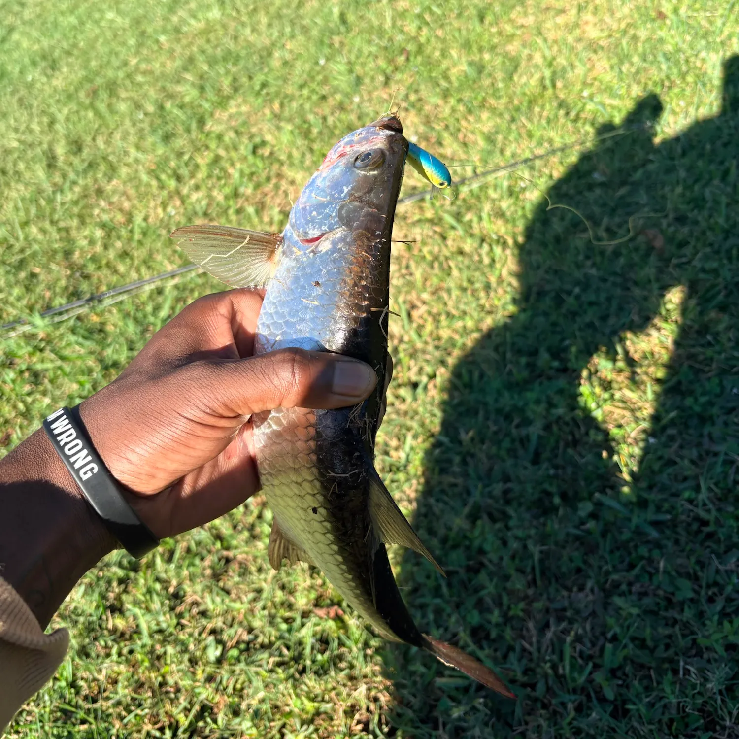 Tarpon caught on Fishbrain