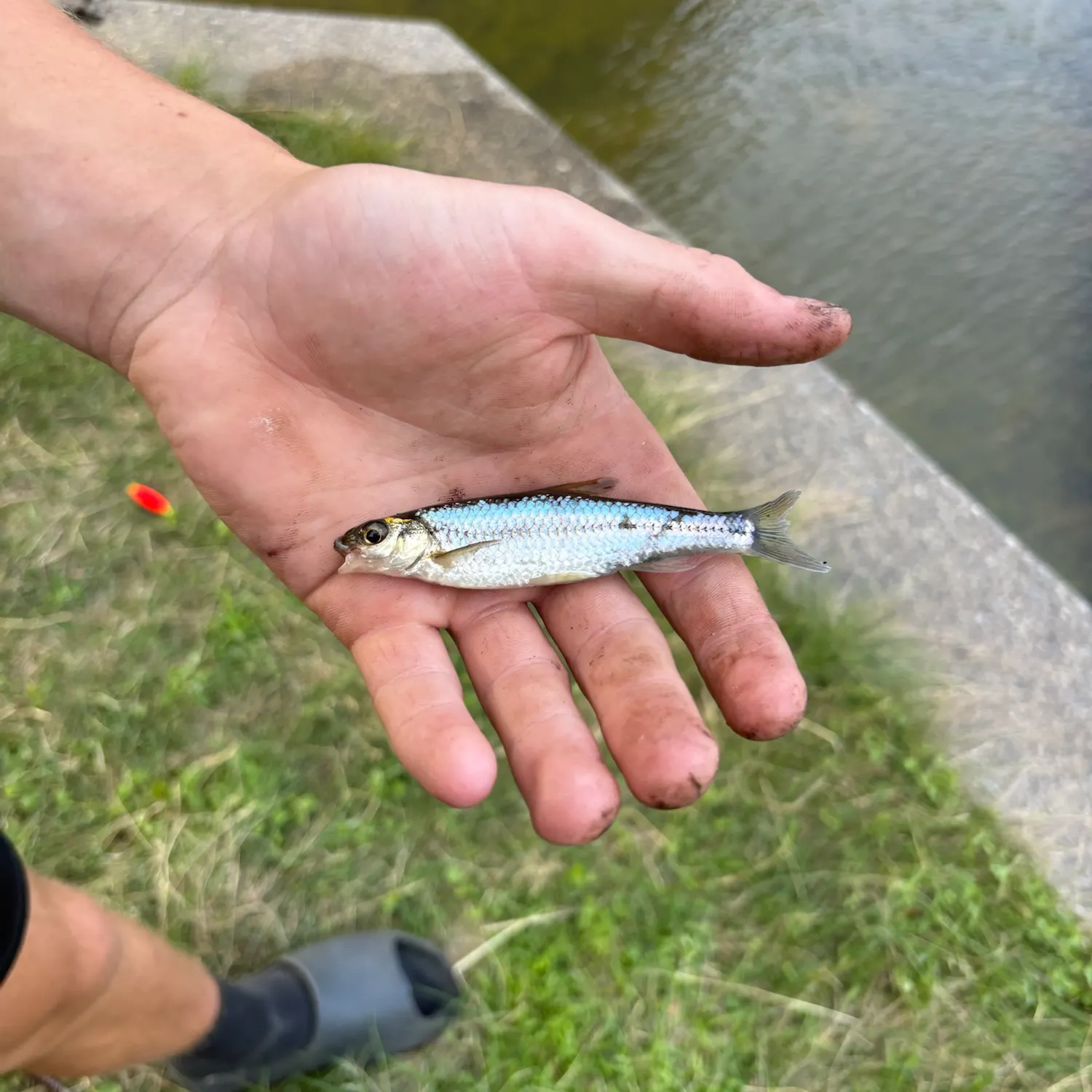 The most recent Ohrid minnow catches on Fishbrain
