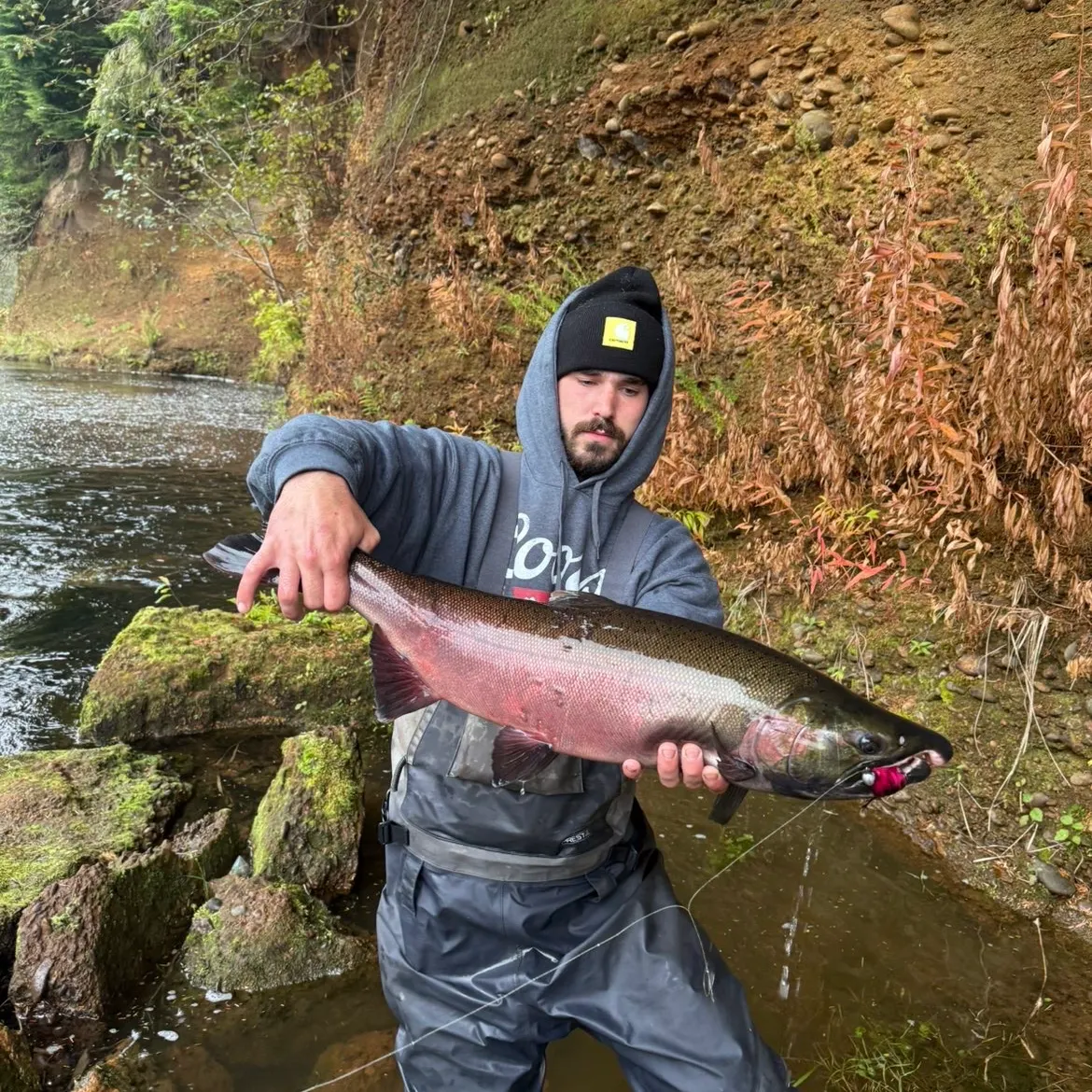 Coho salmon caught on Fishbrain
