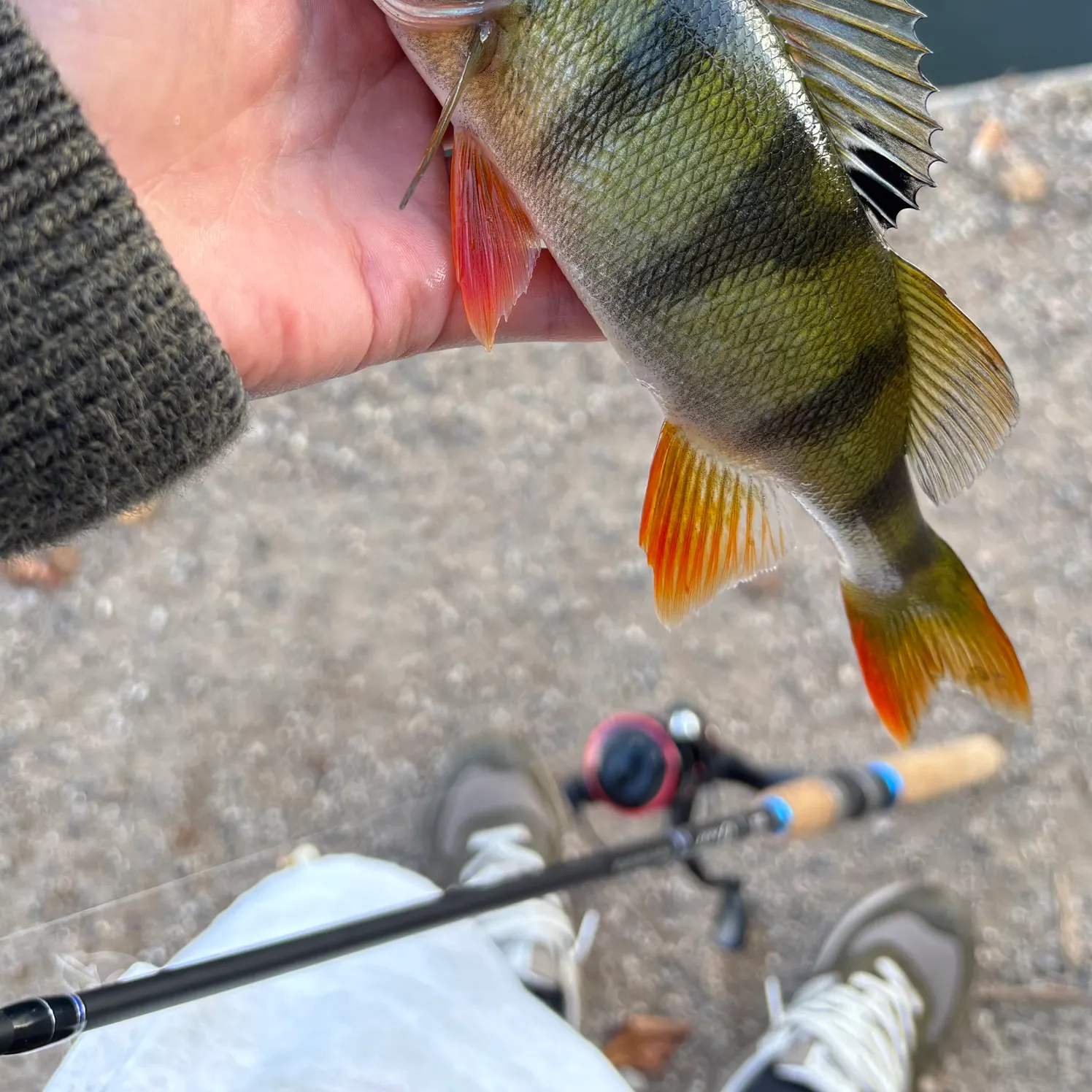 European perch caught on Fishbrain