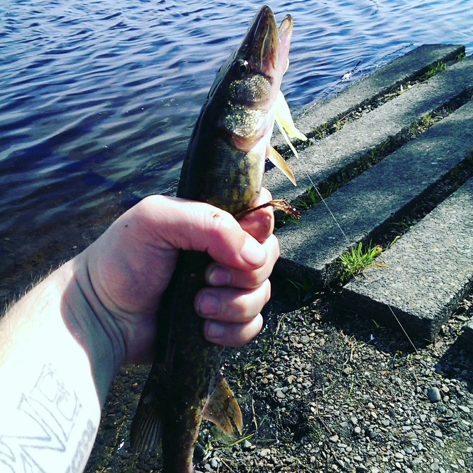 Chain pickerel caught on Fishbrain
