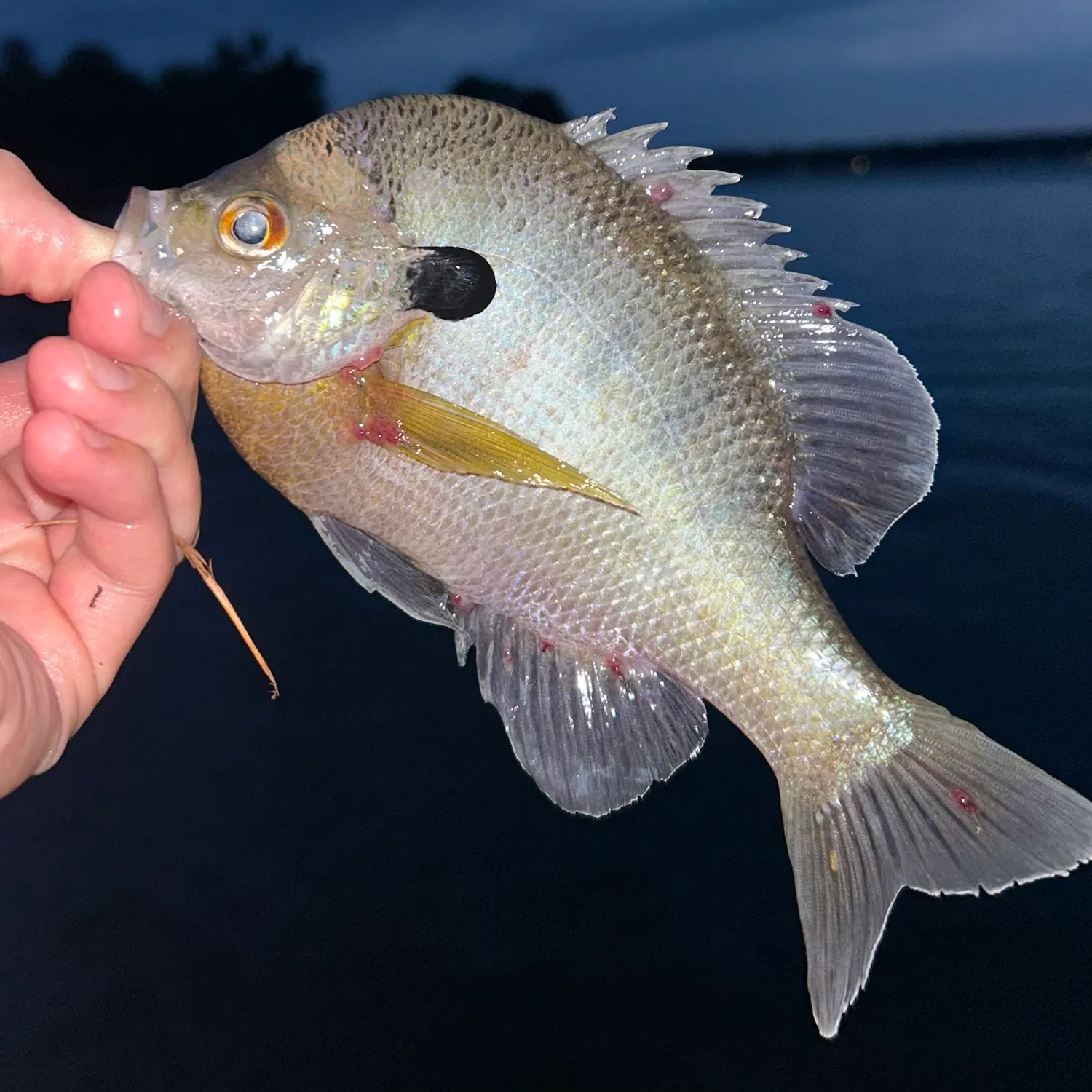 Bluegill caught on Fishbrain