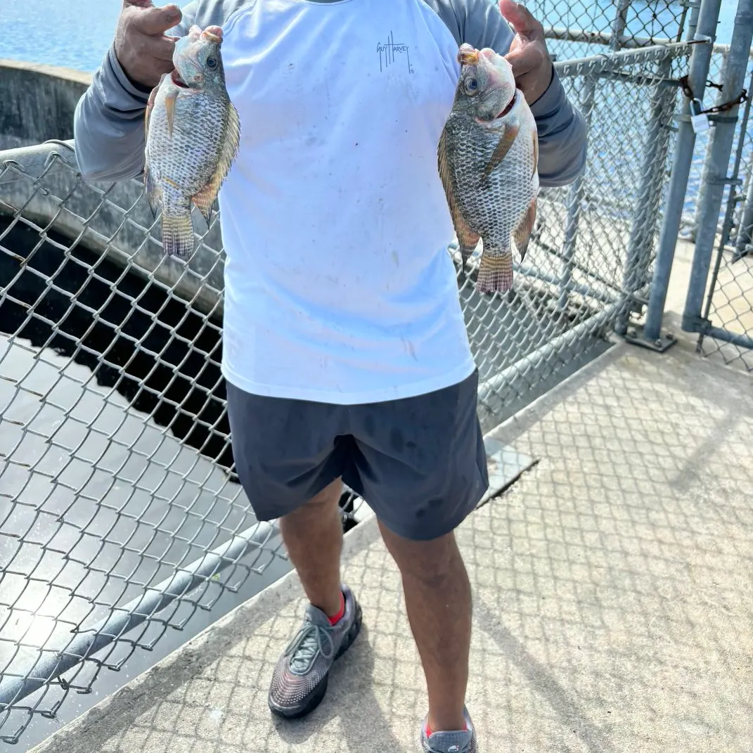Nile tilapia caught on Fishbrain