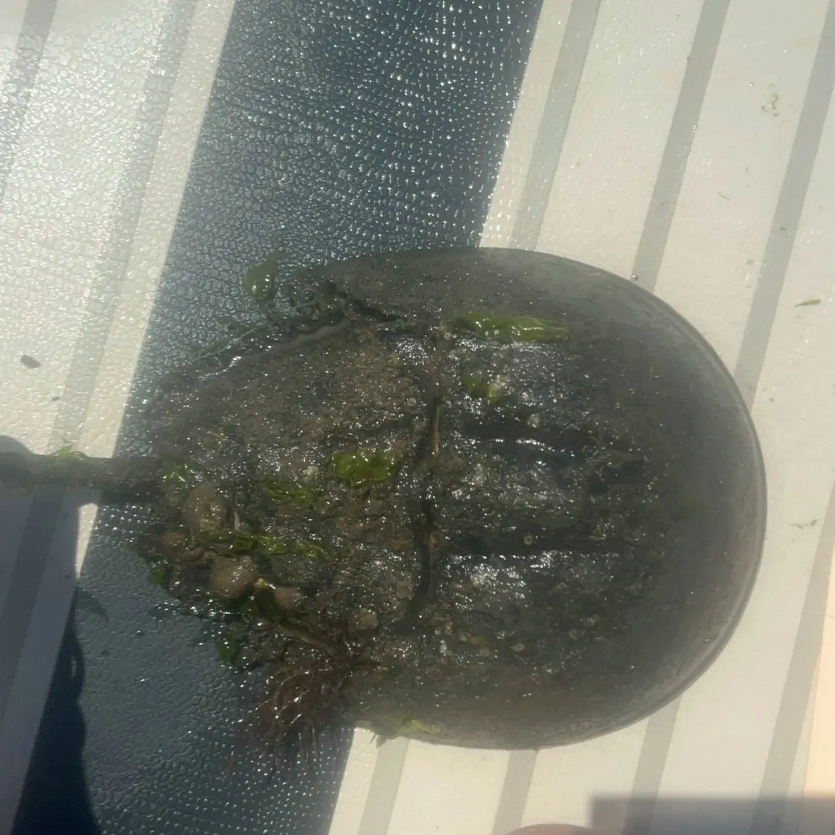 The most recent Atlantic horseshoe crab catches on Fishbrain