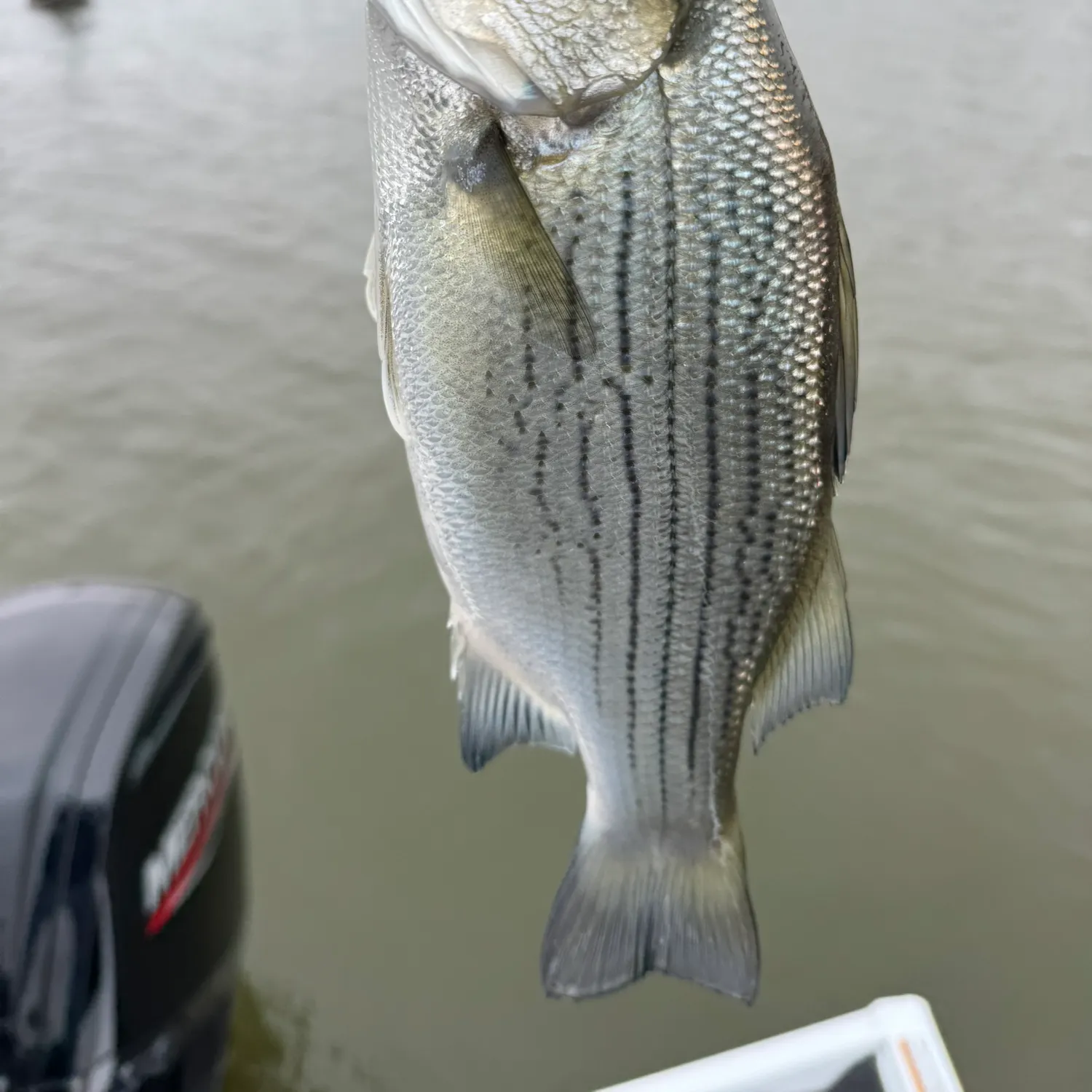 The most recent Hybrid striped bass catches on Fishbrain