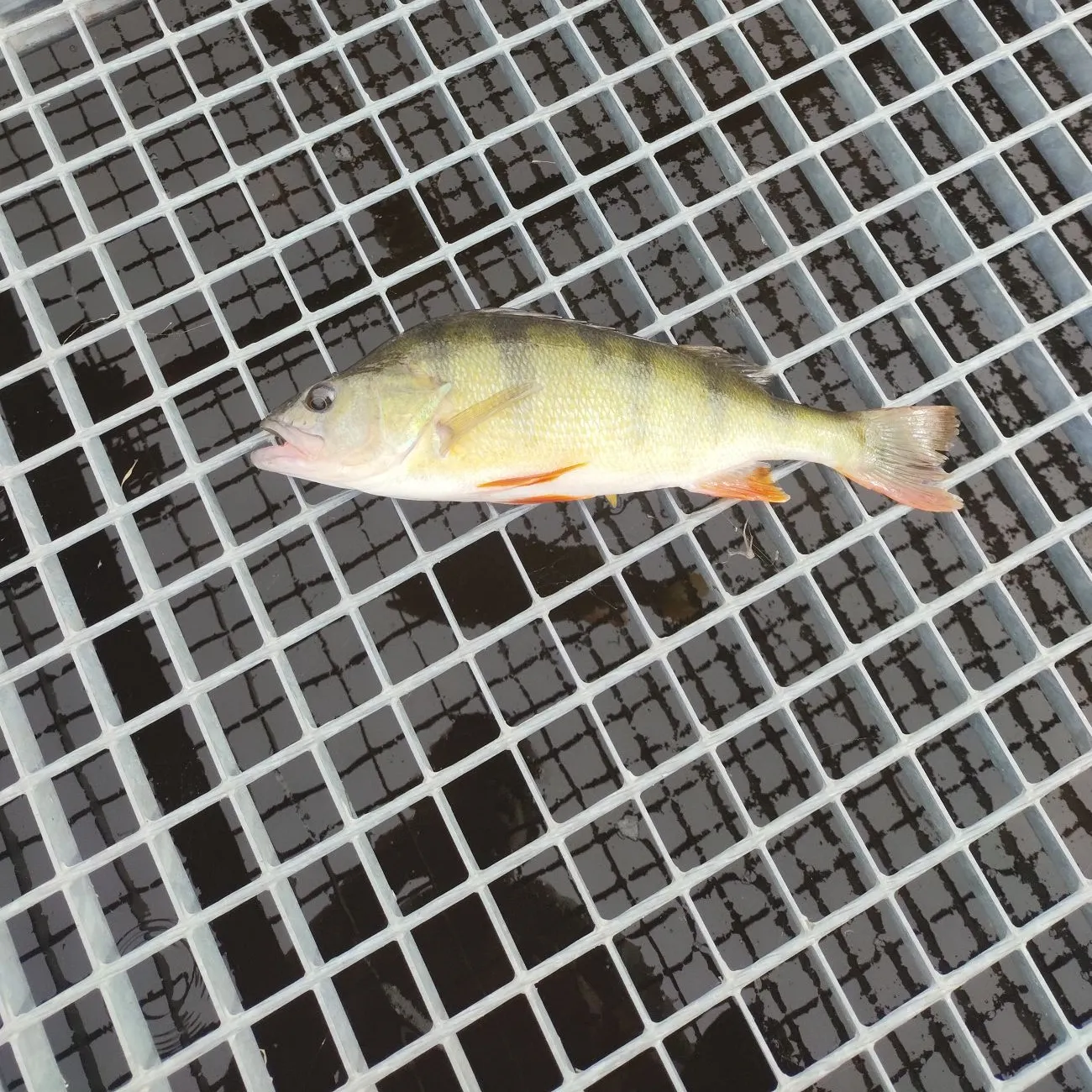 European perch caught on Fishbrain