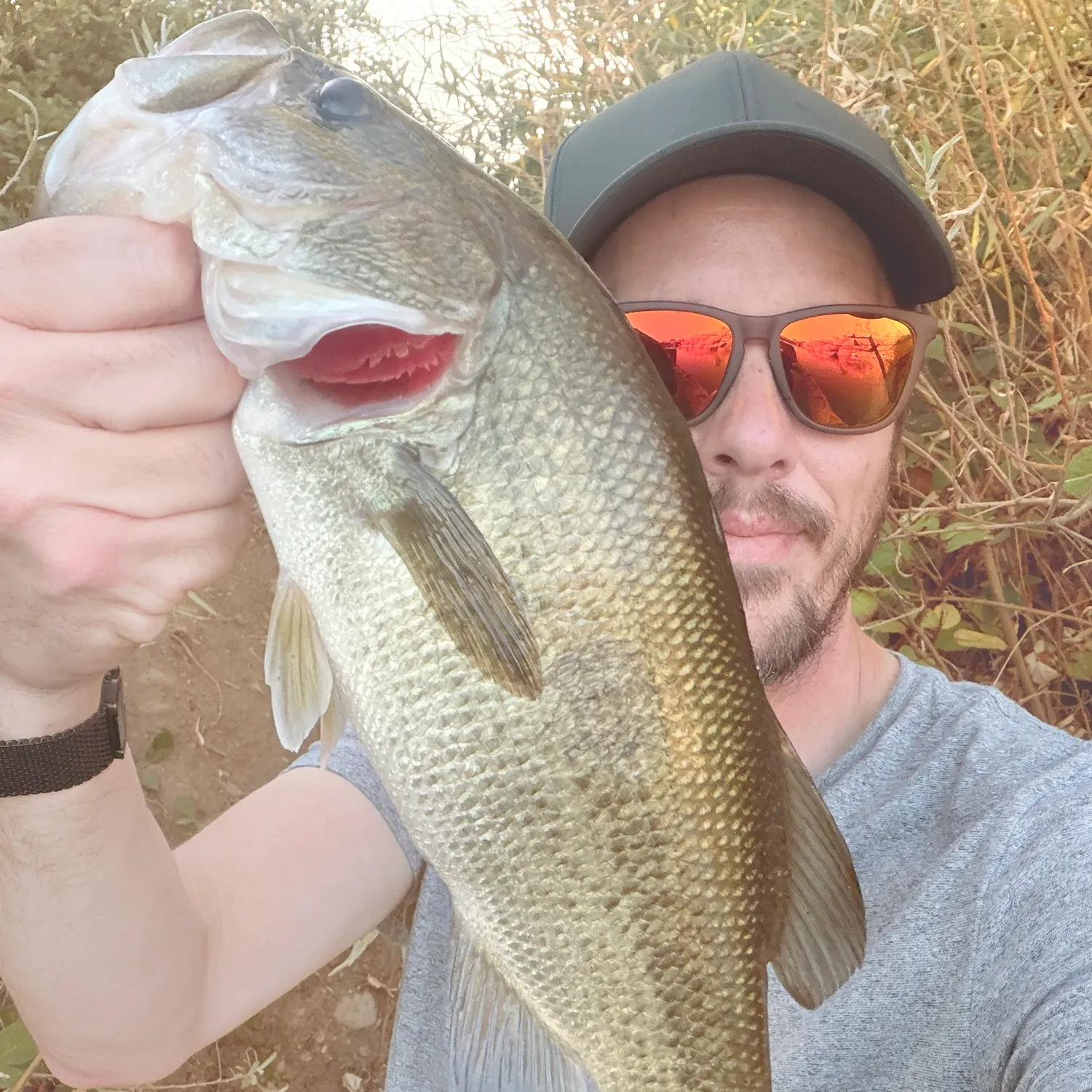 Largemouth bass caught on Fishbrain