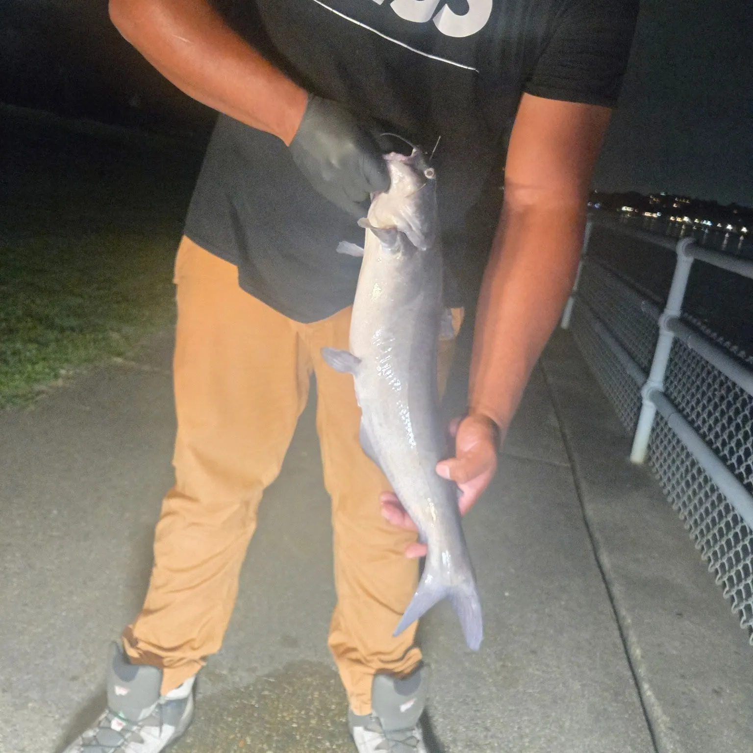 Blue catfish caught on Fishbrain