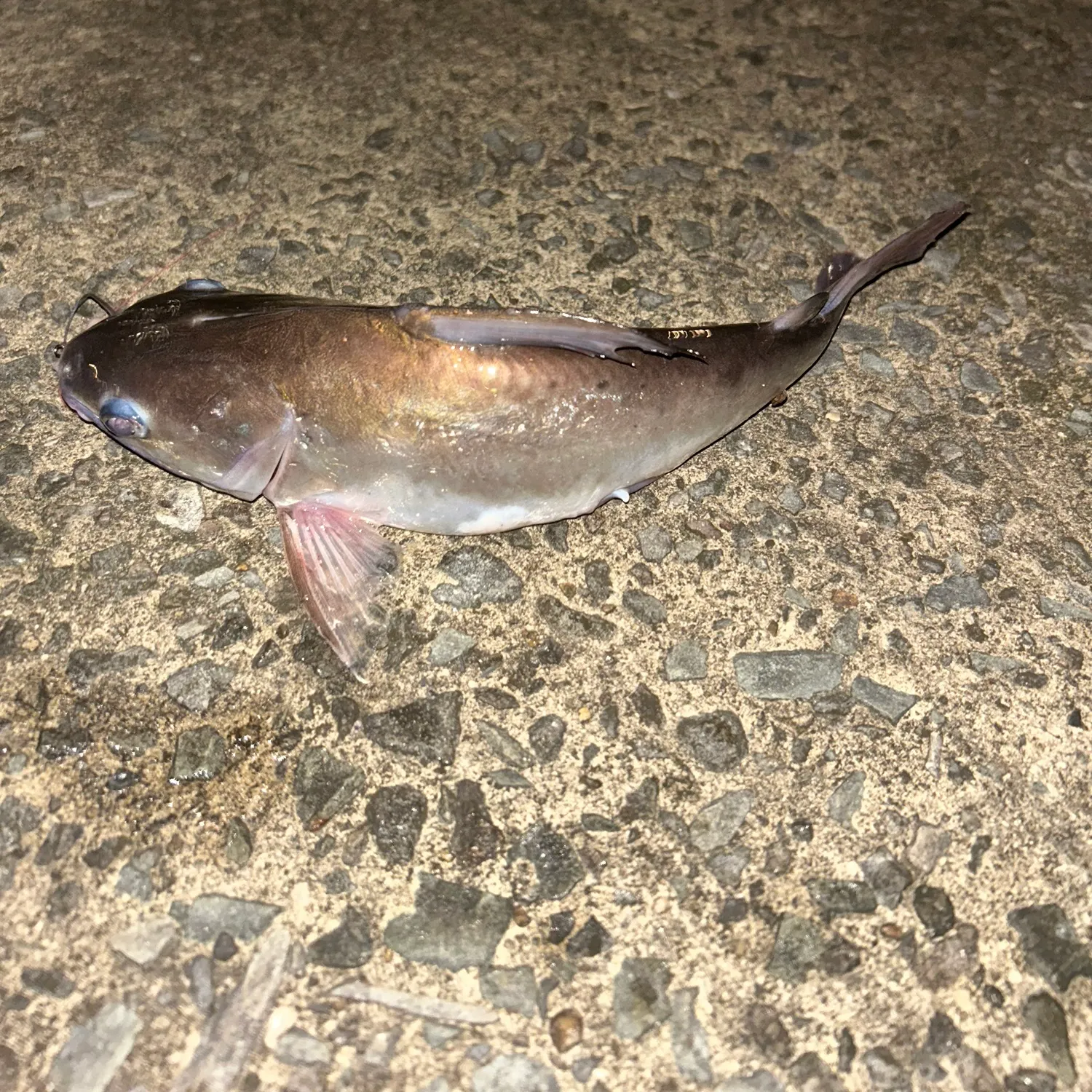 Asian redtail catfish caught on Fishbrain