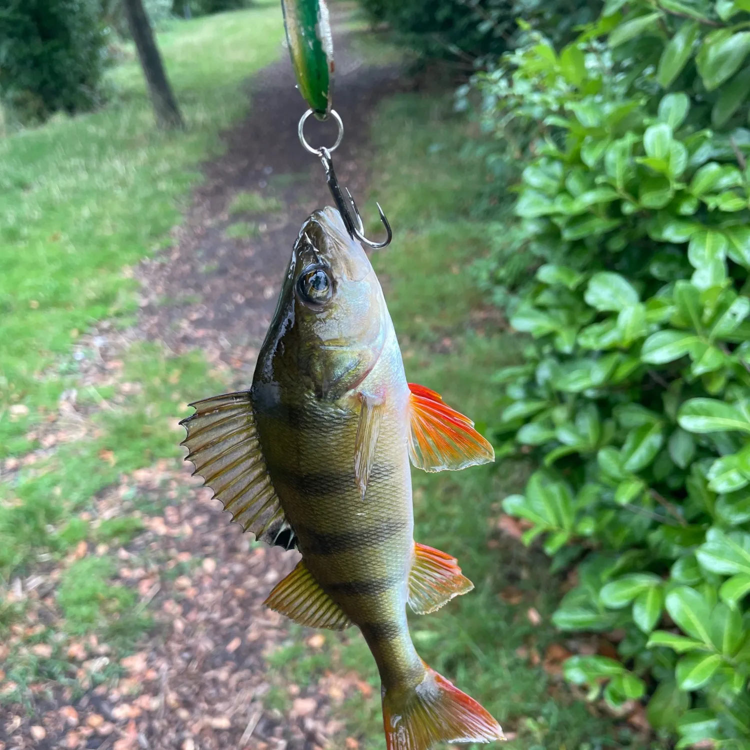 European perch caught on Fishbrain