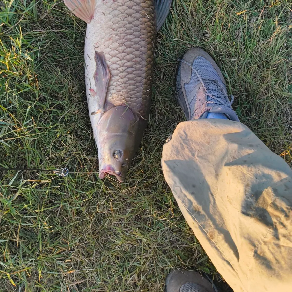 Fish caught on Fishbrain