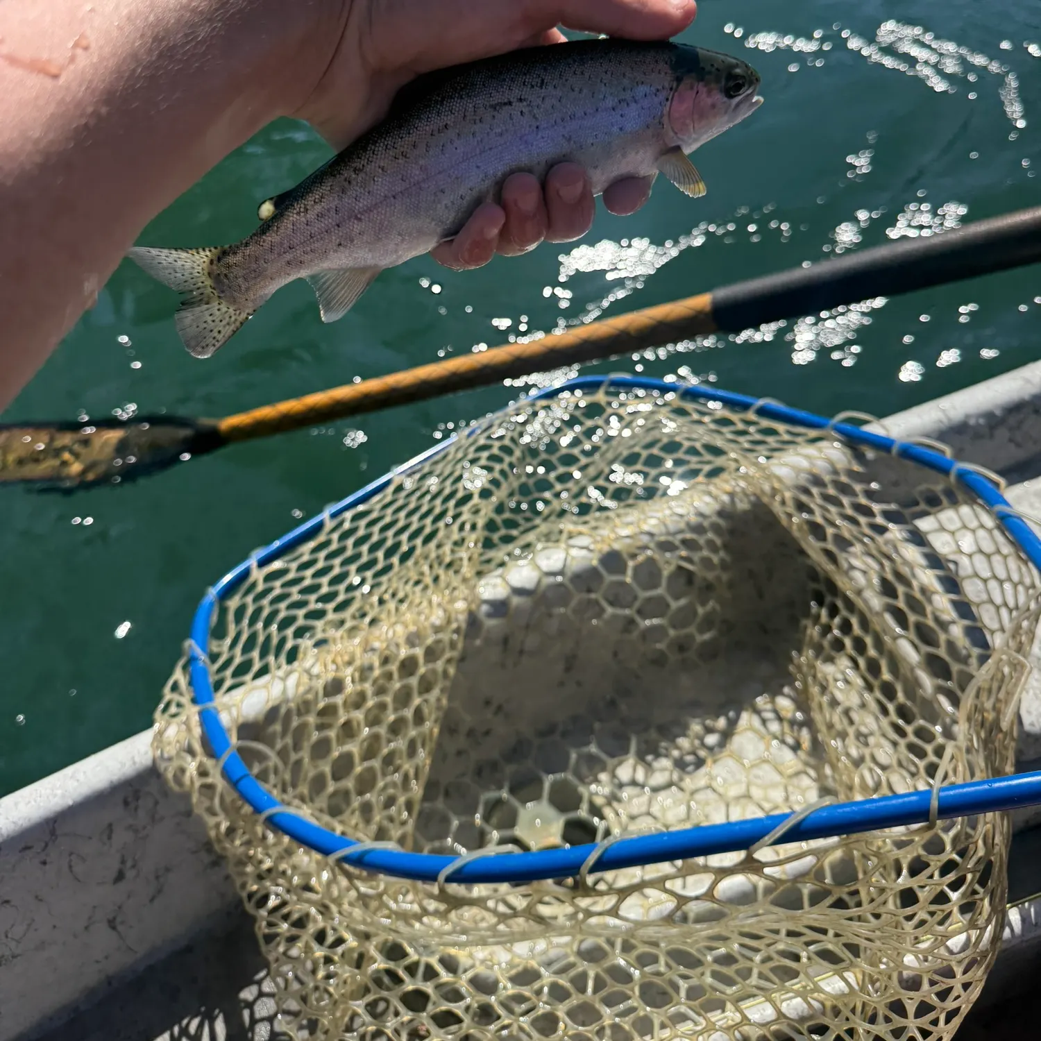 Rainbow trout caught on Fishbrain