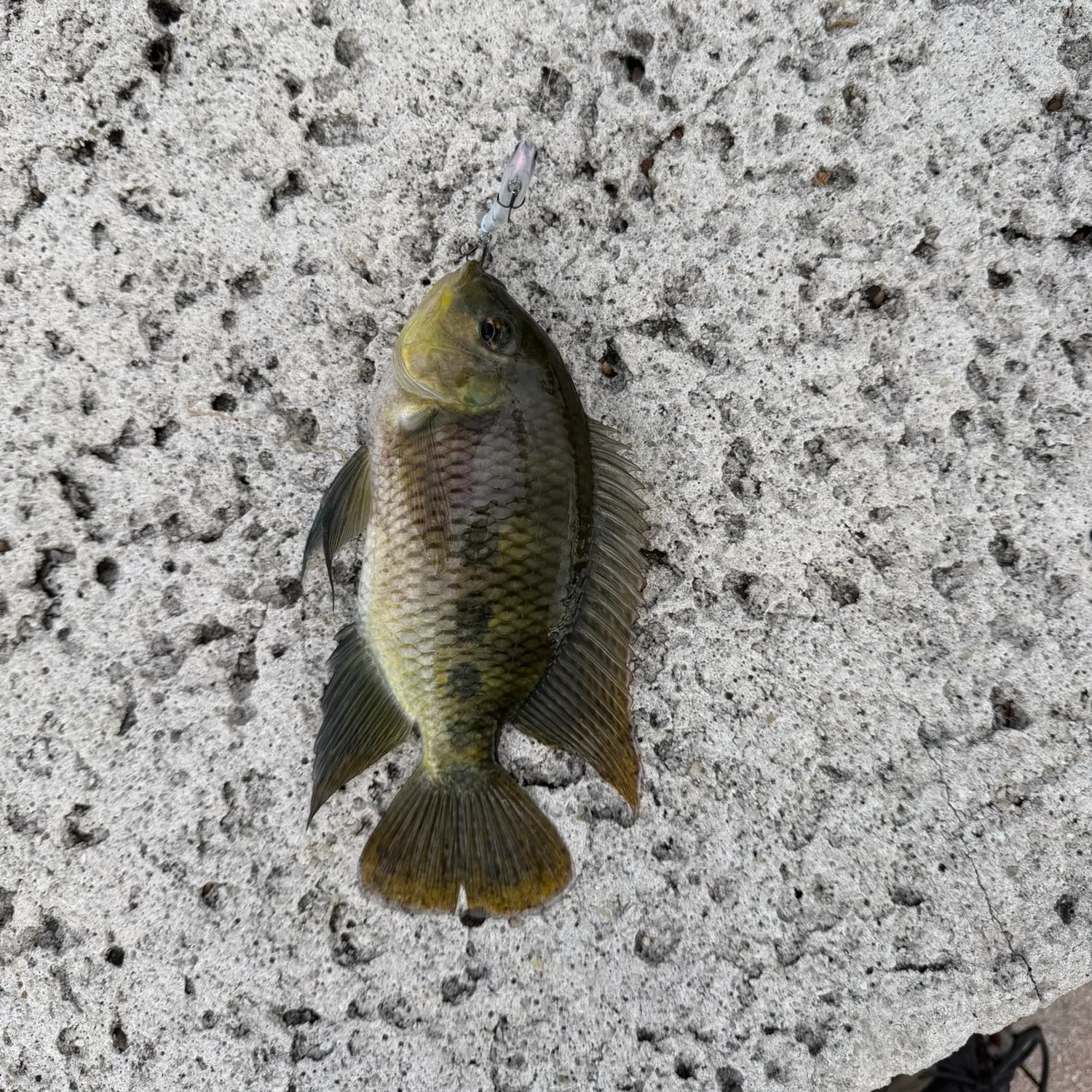 Spotted tilapia caught on Fishbrain