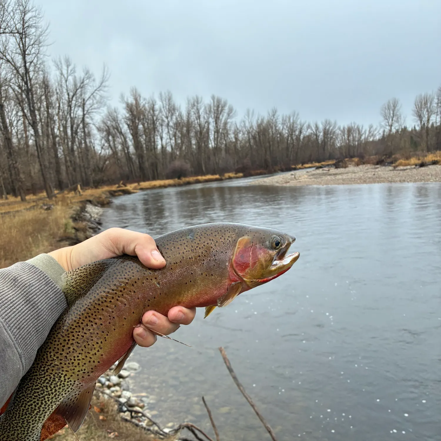 The most recent Westlope cutthroat trout catches on Fishbrain