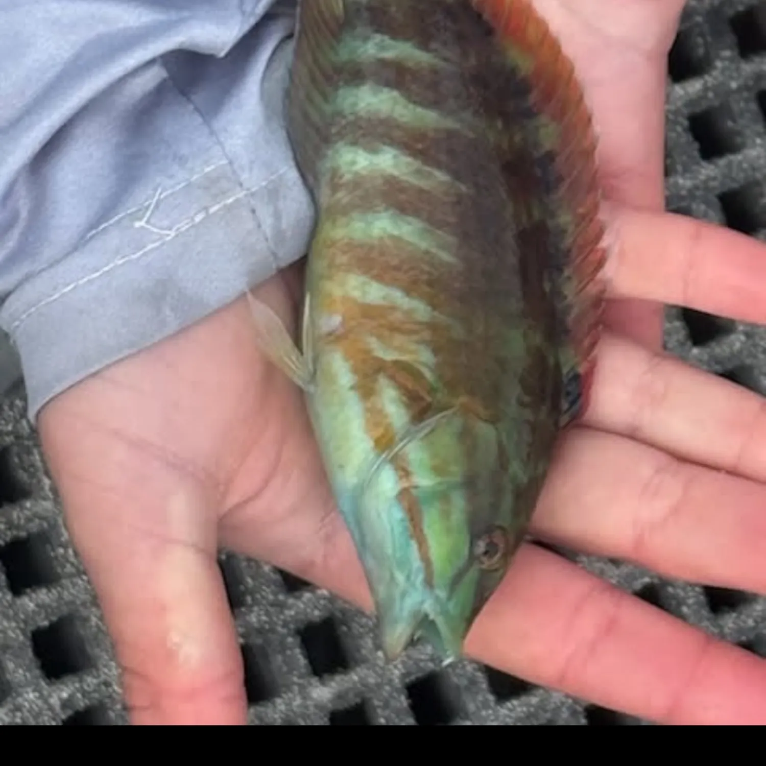 The most recent Christmas wrasse catches on Fishbrain