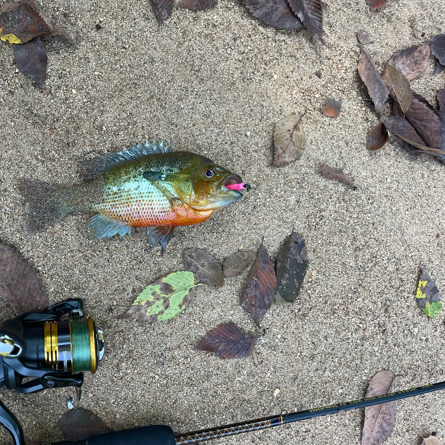 Fish caught on Fishbrain
