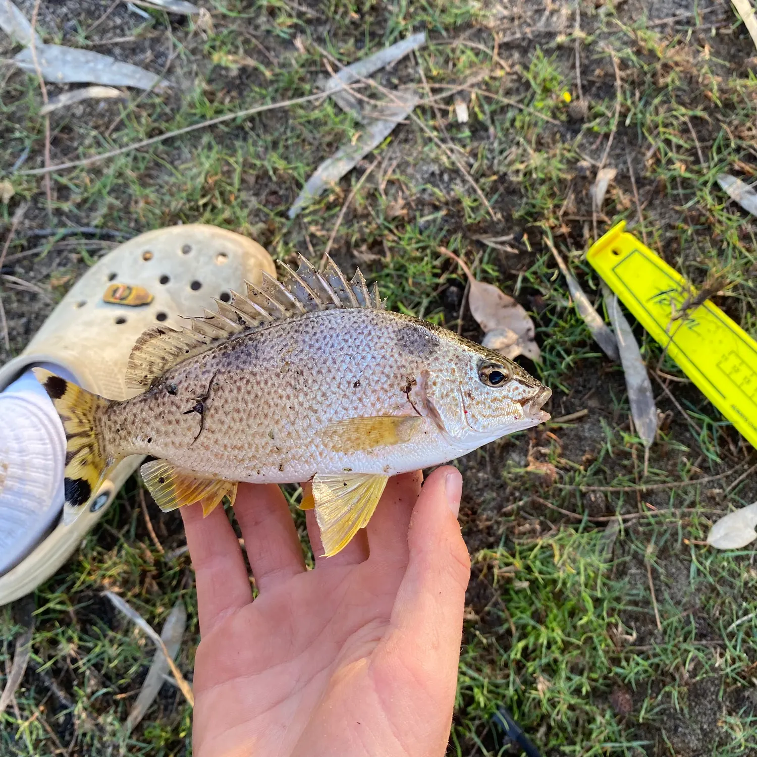Smallspotted grunter caught on Fishbrain