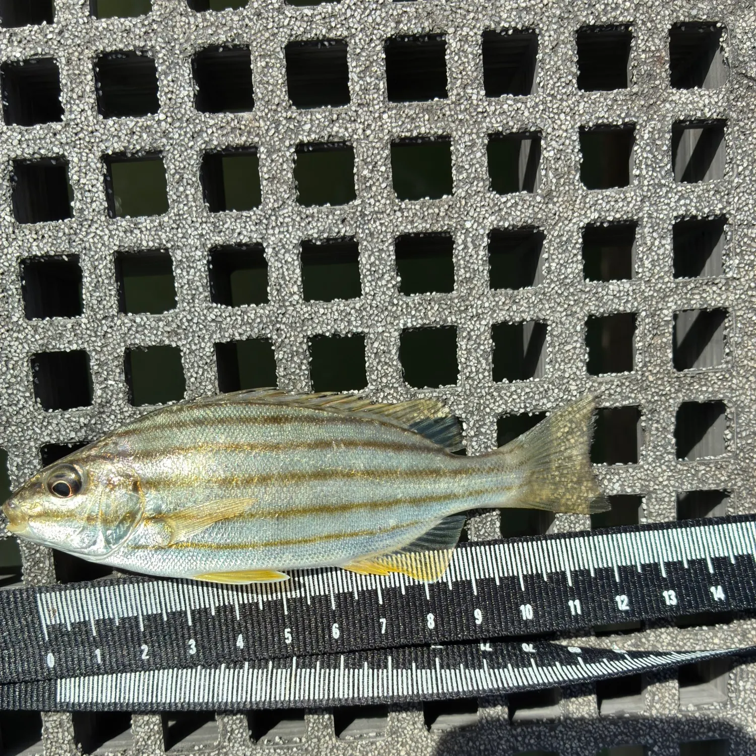 The most recent Eastern striped grunter catches on Fishbrain