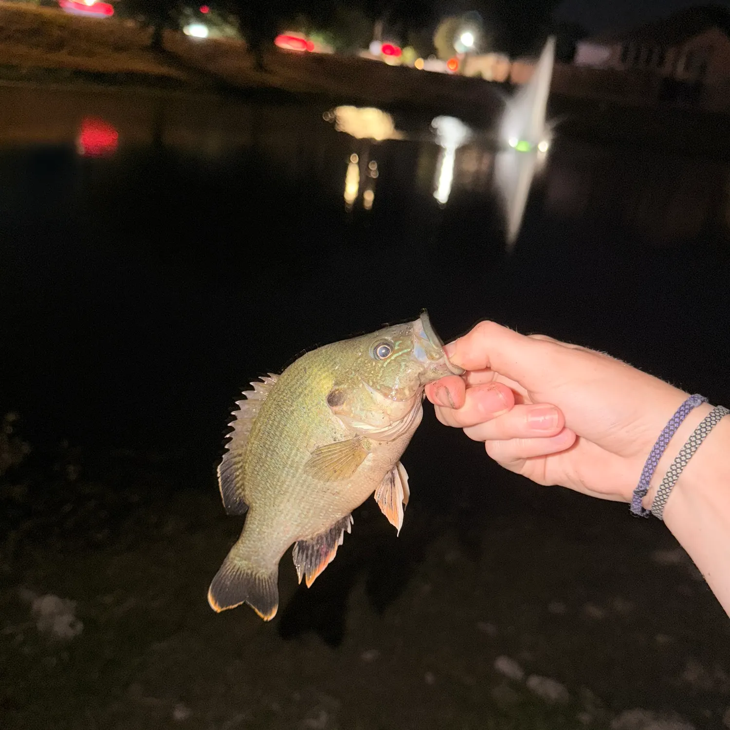 Green sunfish caught on Fishbrain