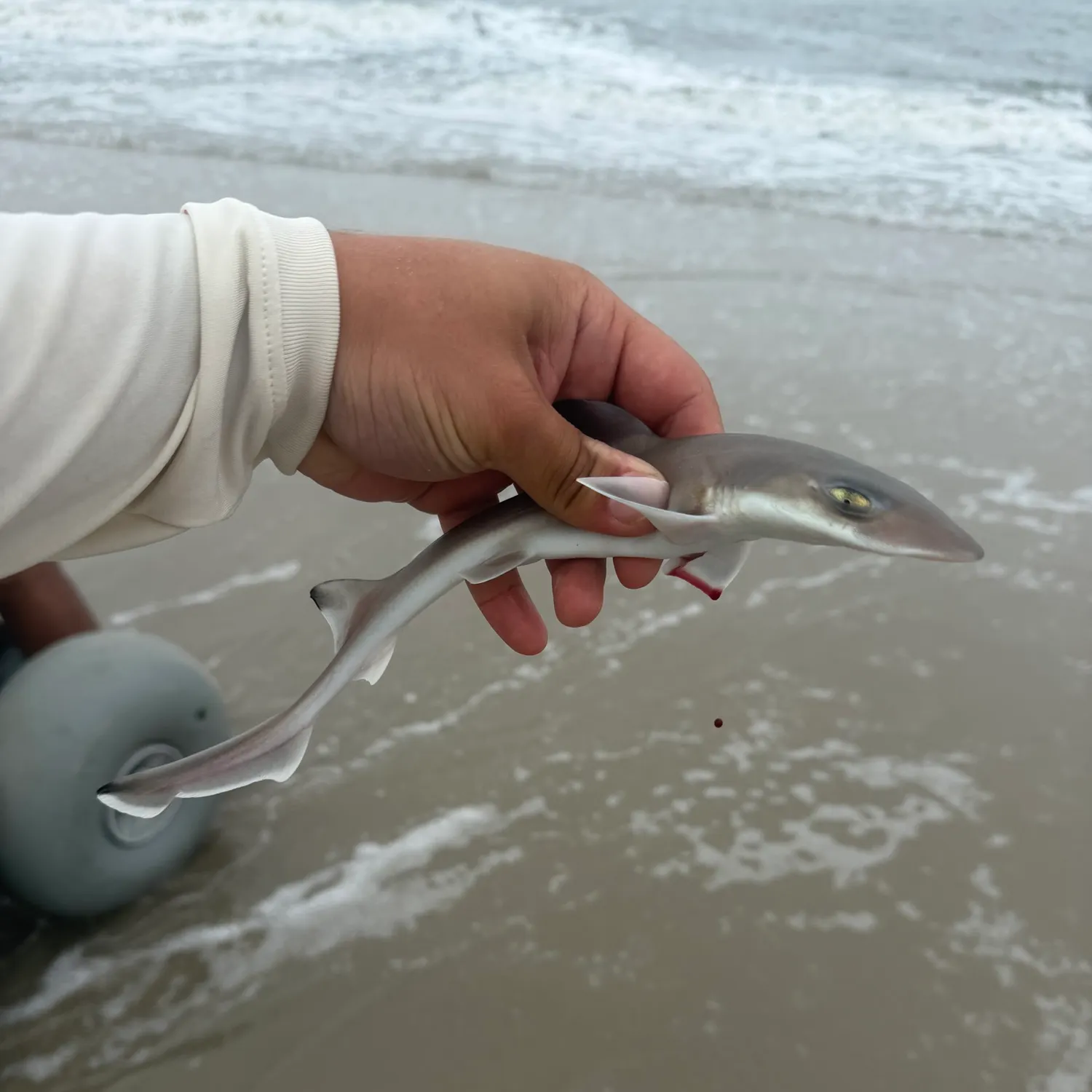 The most recent Common smooth-hound catches on Fishbrain